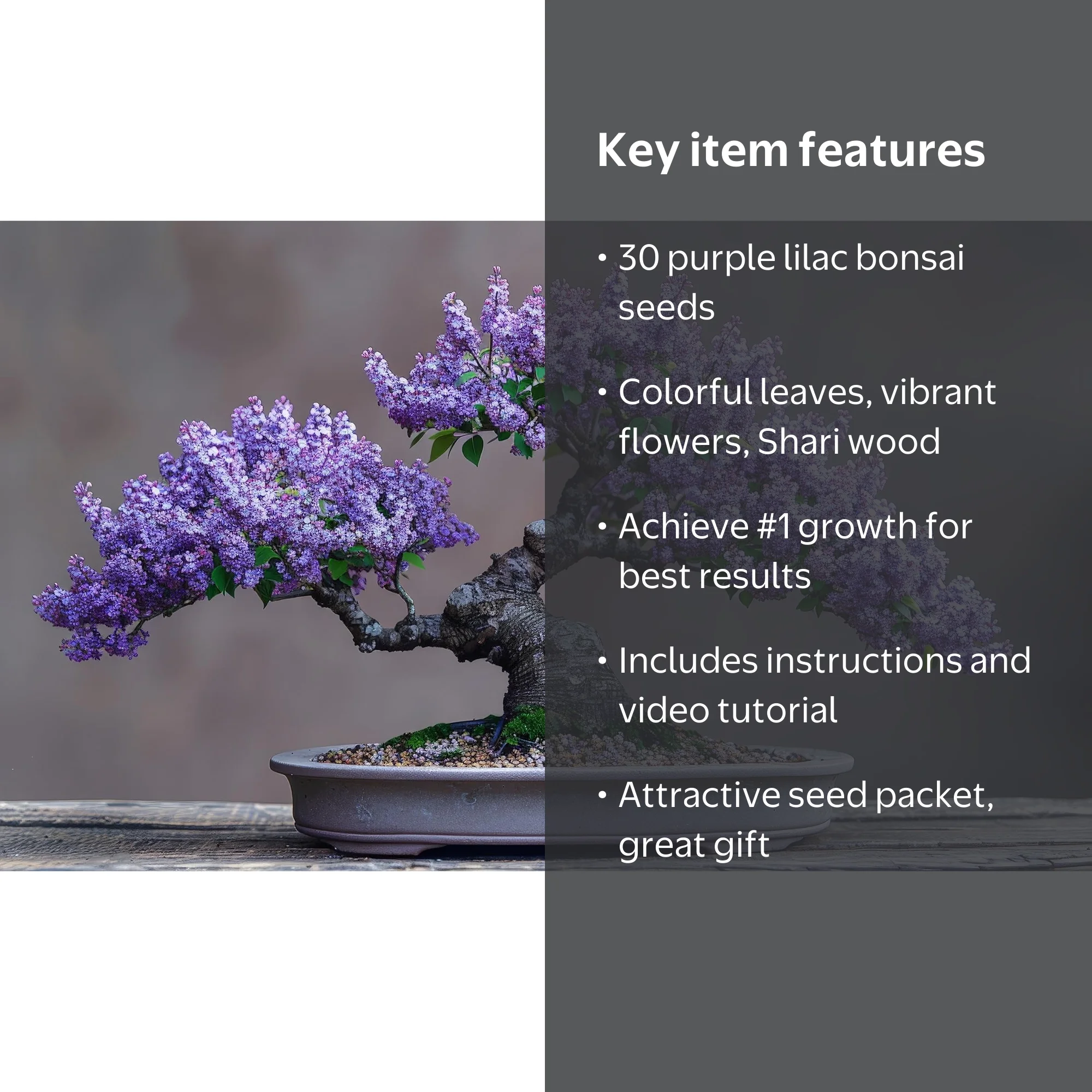 30 Purple Lilac Bonsai Tree Seeds for Planting - Walmart.com