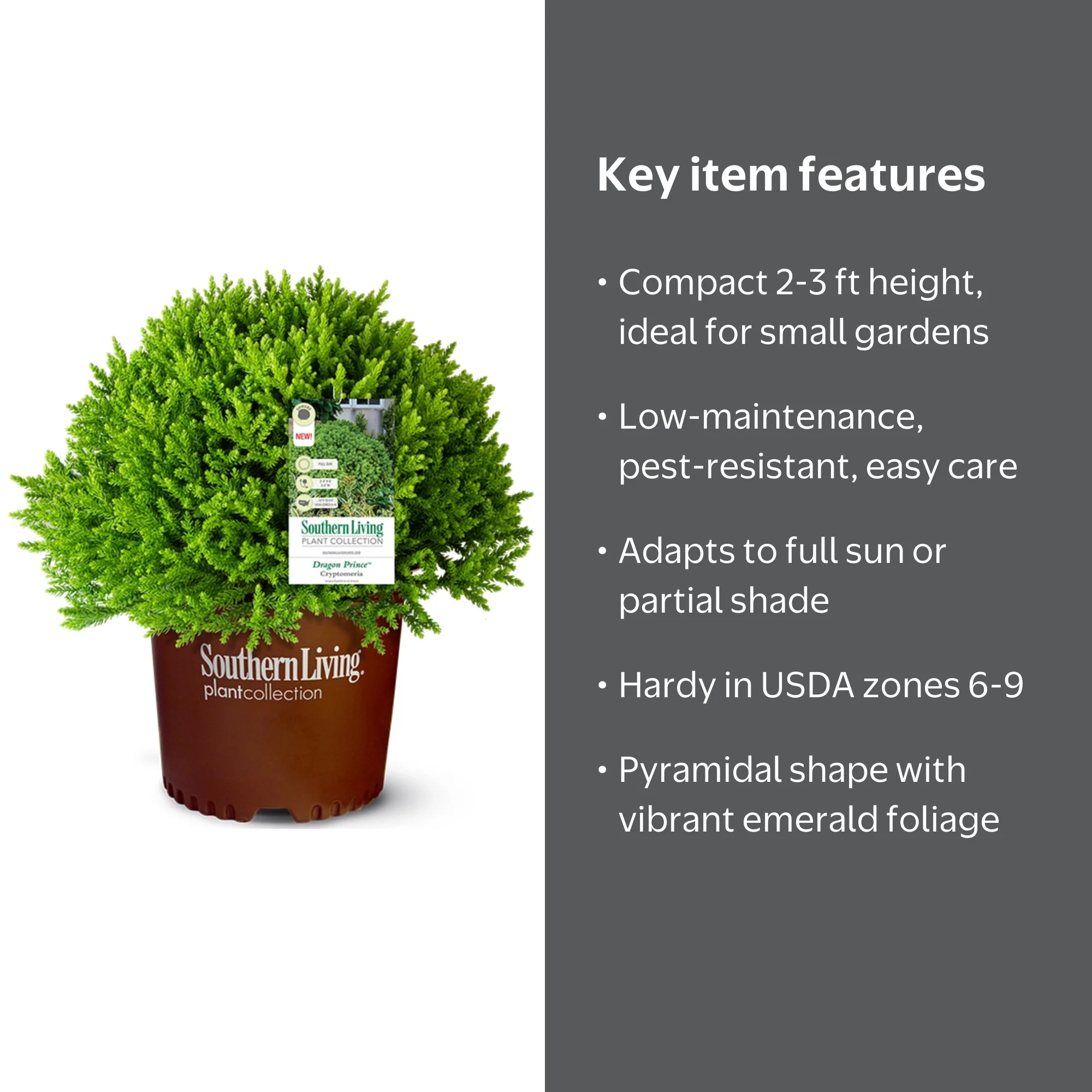 Southern Living Dragon Prince Cryptomeria Live Shrub in 2-Gallon