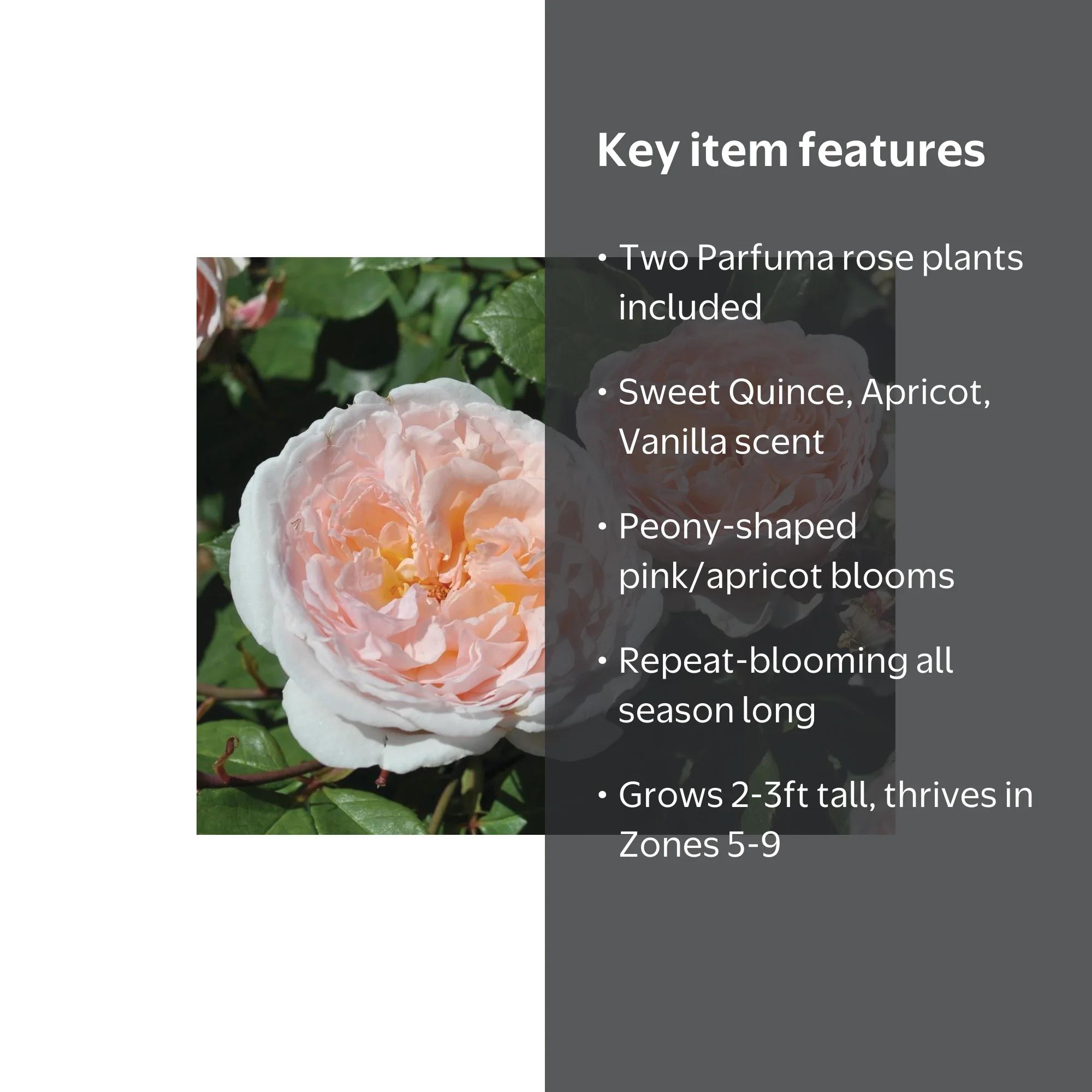 Scentables™ Parfuma® Bliss Hybrid Tea Rose - Peach Blooms - Live