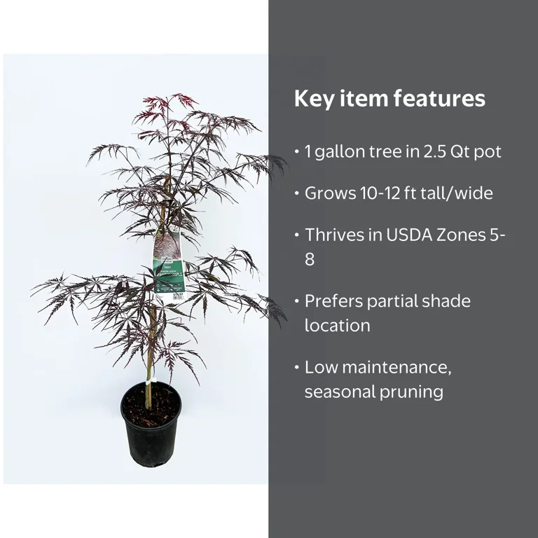 Expert Gardener Japanese Maple Crimson Queen Live Tree 1 Gallon