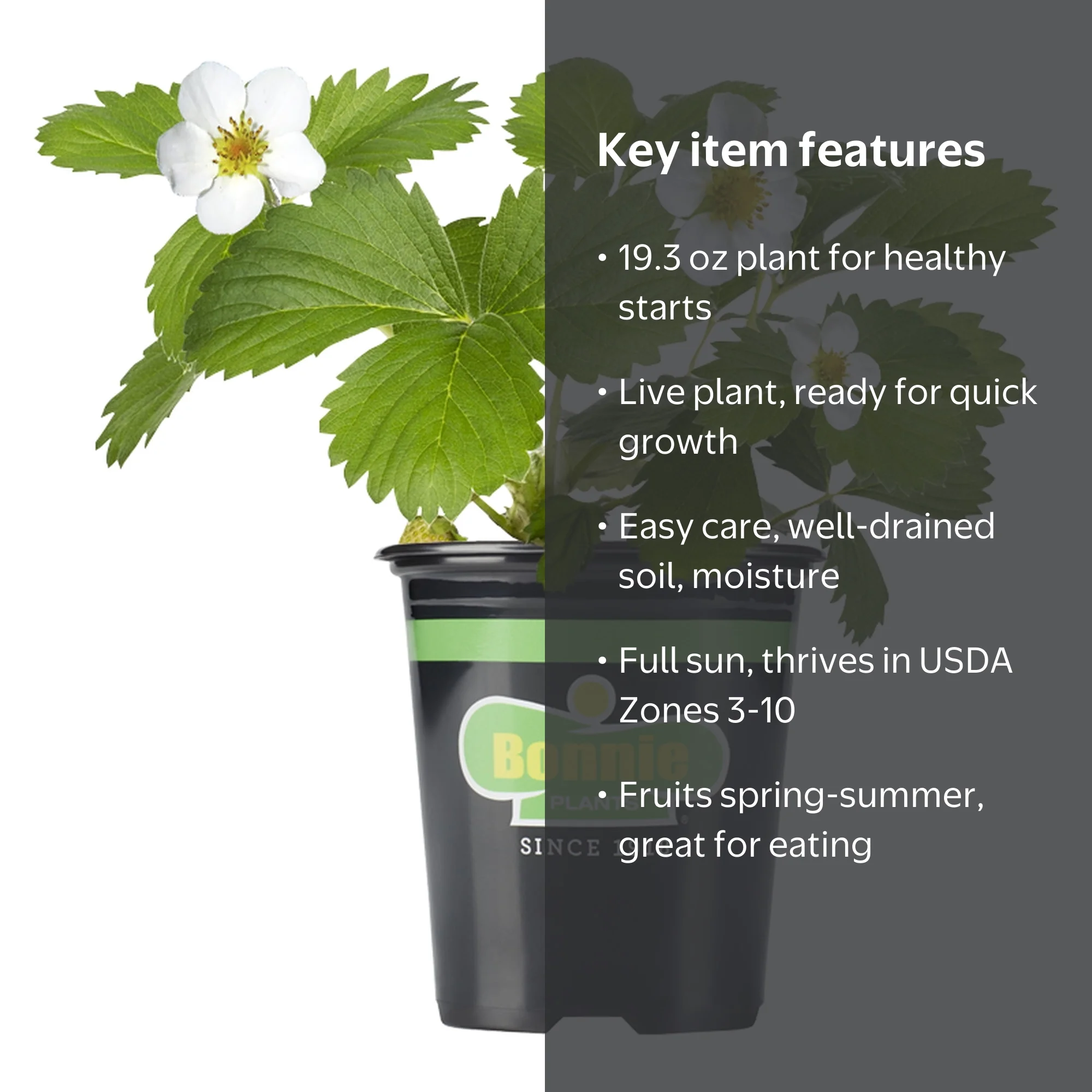 Bonnie Plants Strawberry, Live Plant, 19.3 oz. - Walmart.com