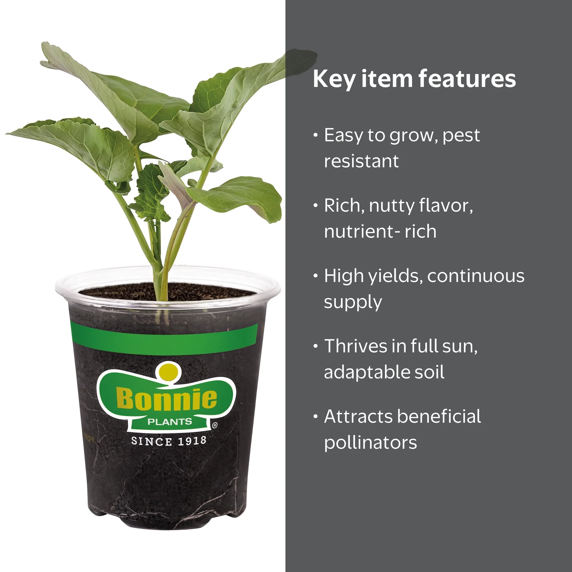 Bonnie Plants Green Magic Broccoli, Live Plant, 4.5 in. - Walmart.com