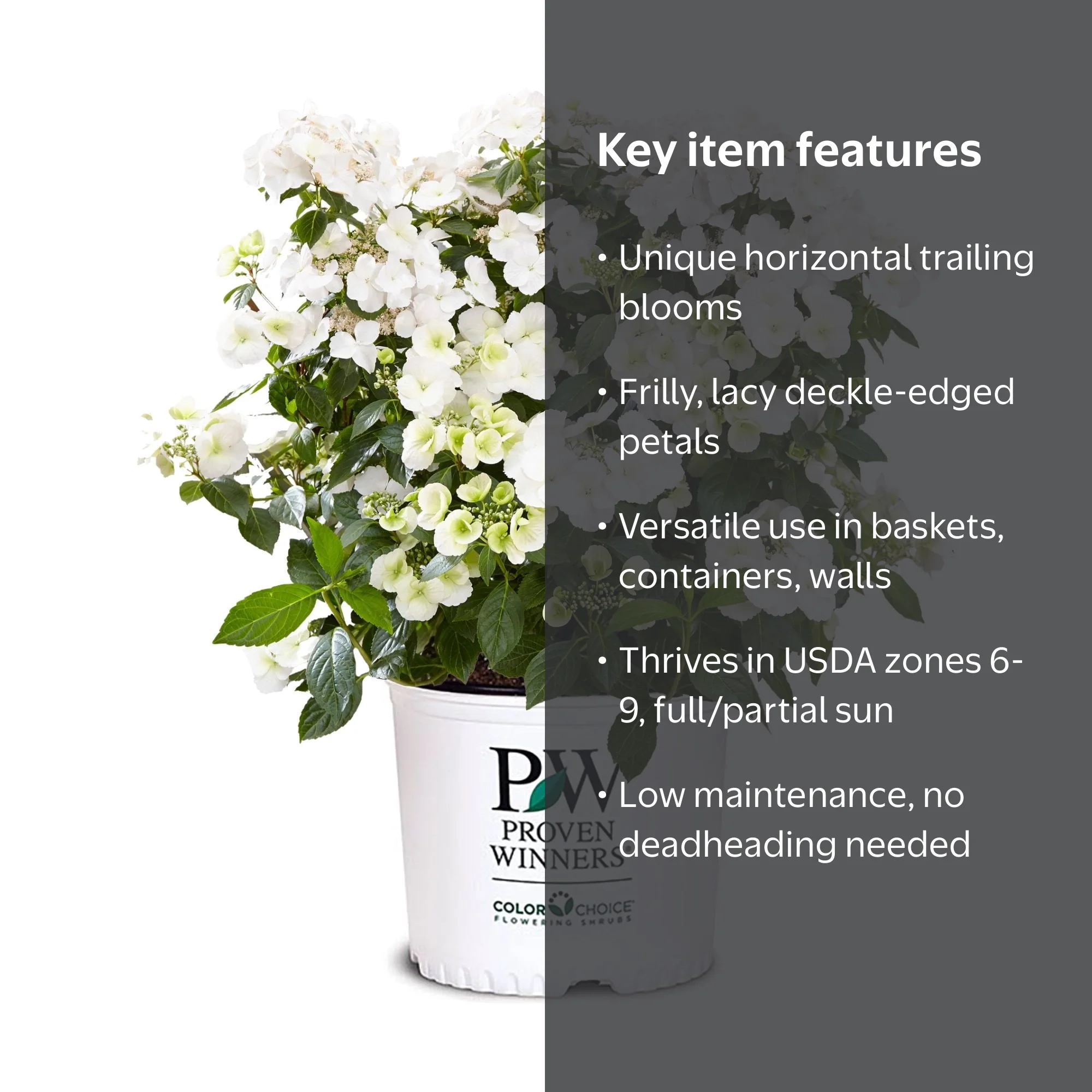 Proven Winners ColorChoice Fairytrail Bride Hydrangea Live Shrub