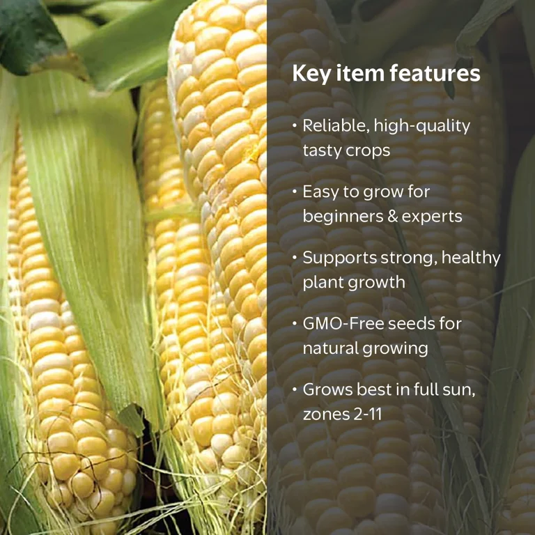 Ferry-Morse 6G Corn Jackpot Hybrid Annual Vegetable Seeds, Full