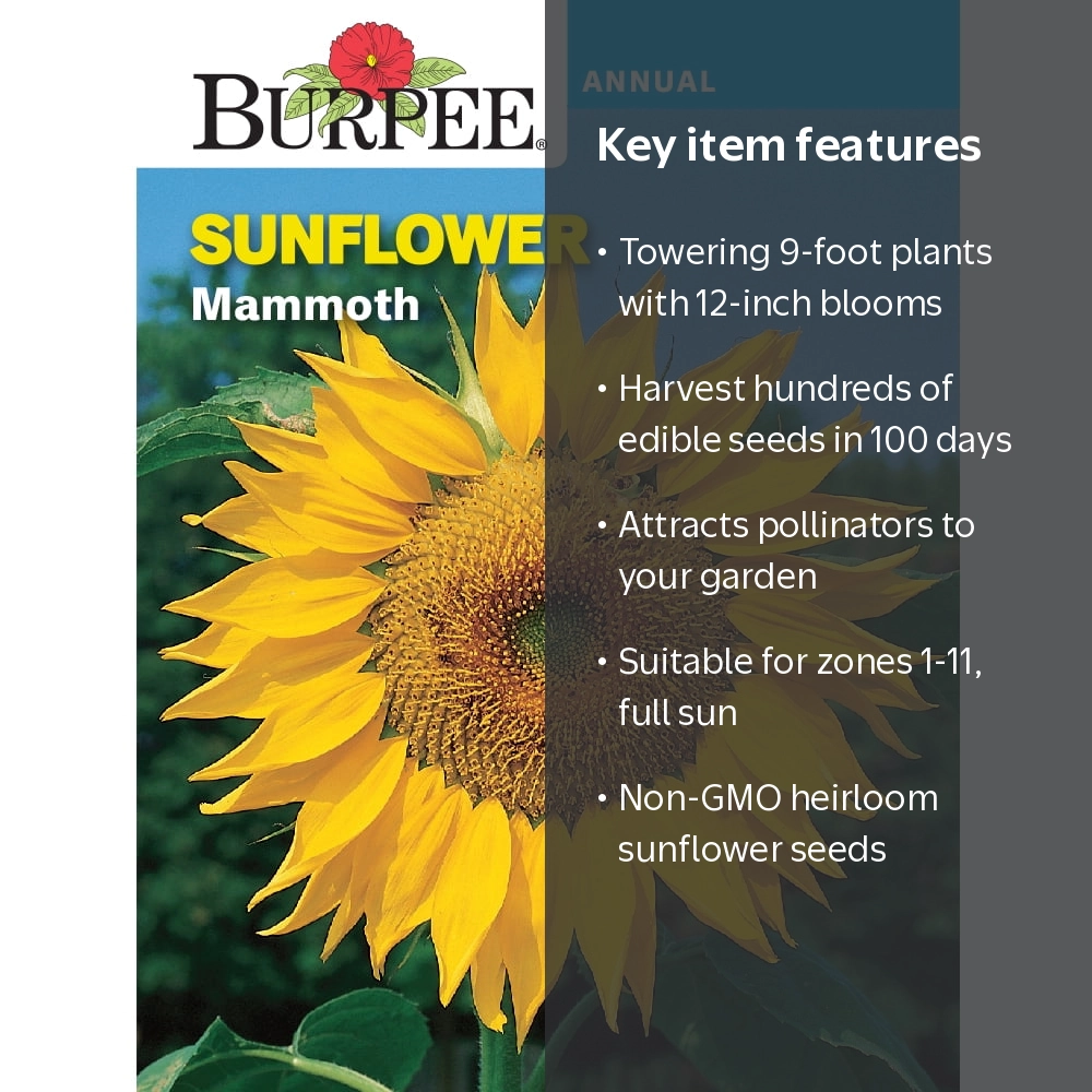 Burpee Mammoth Sunflower, Annual Flower Seed, Full Sun - Walmart.com