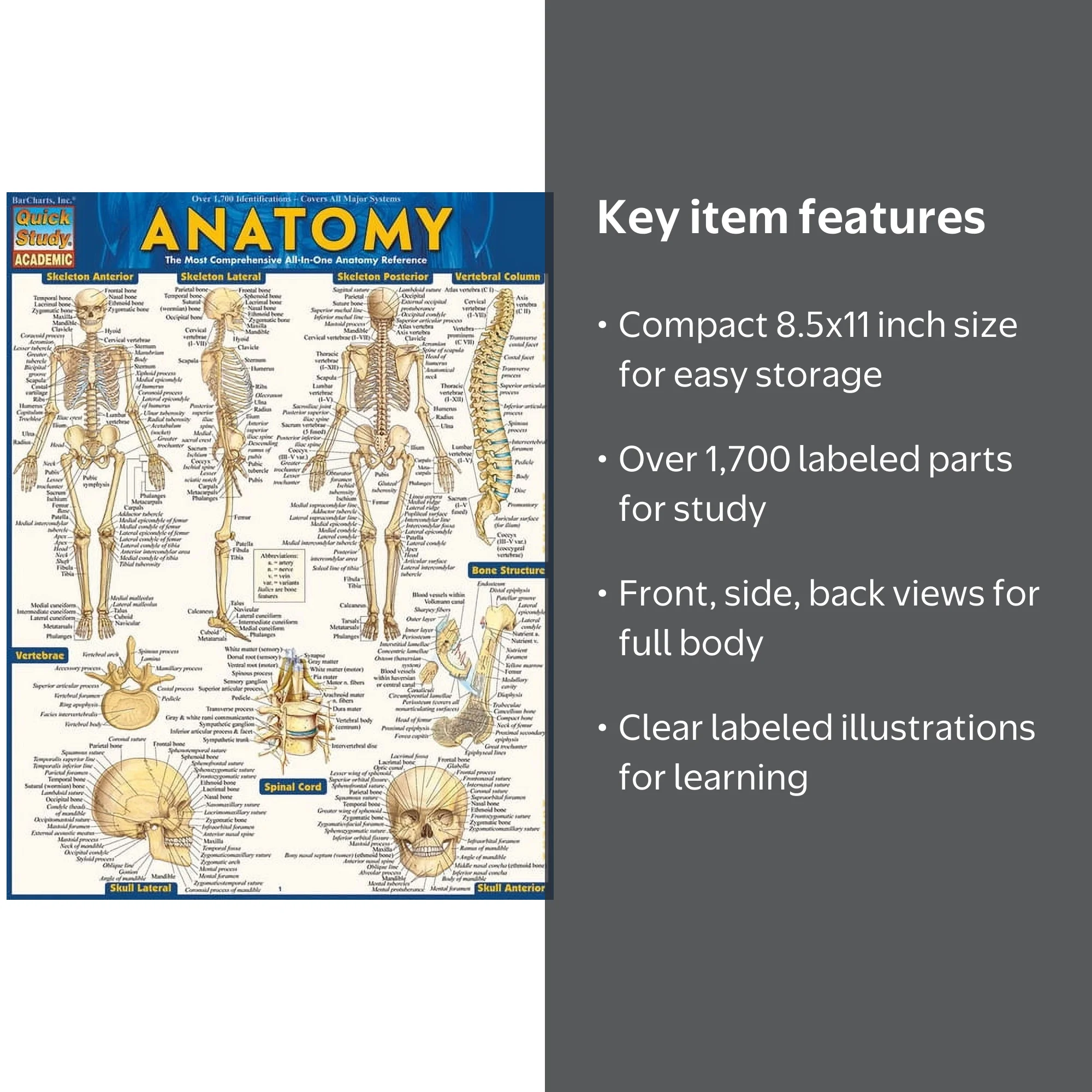 Vincent Perez, Anatomy Reference Guide, 8.5x11, Laminated 6-page