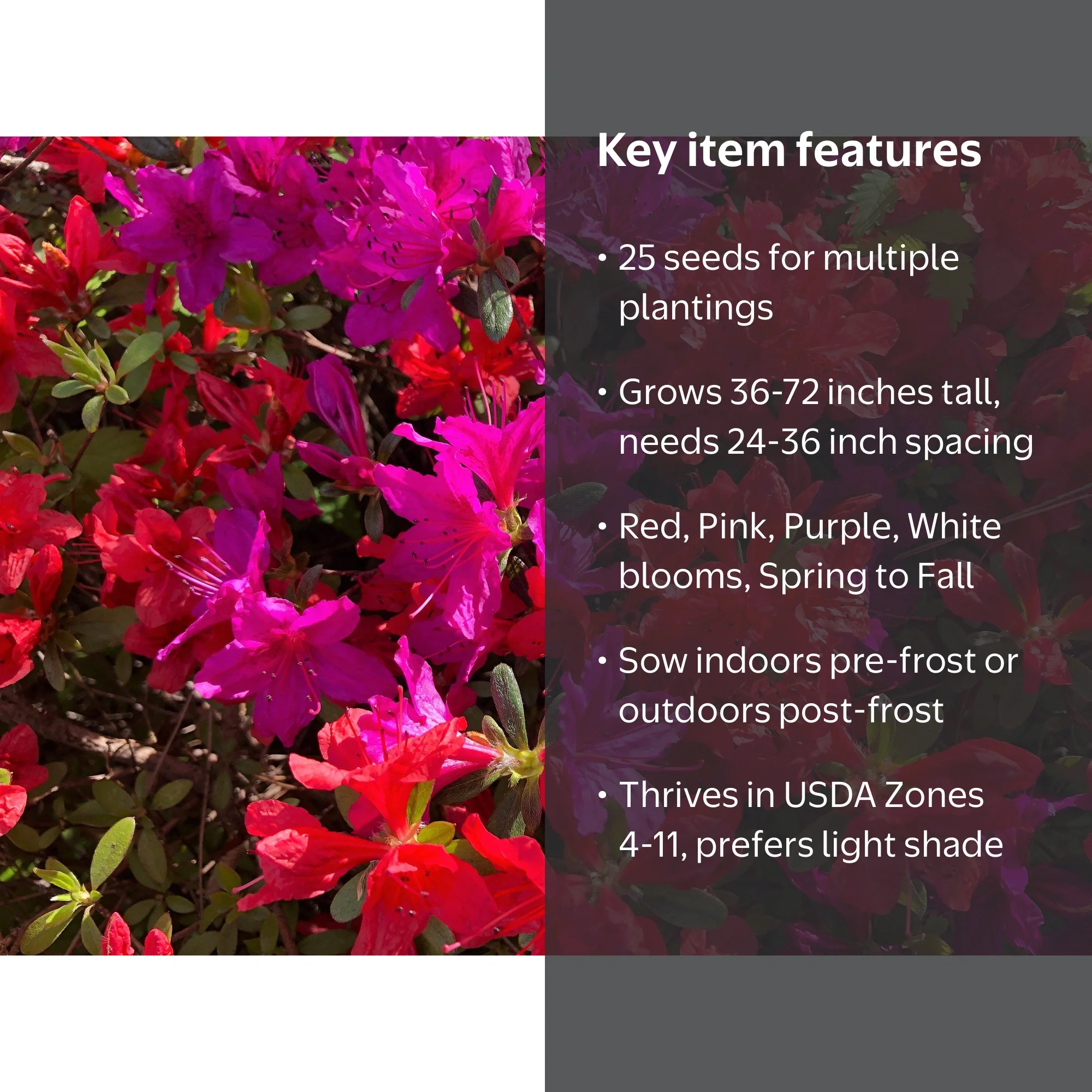Mixed Colors Azalea Rhododendron spp. Red, Pink, Purple, White