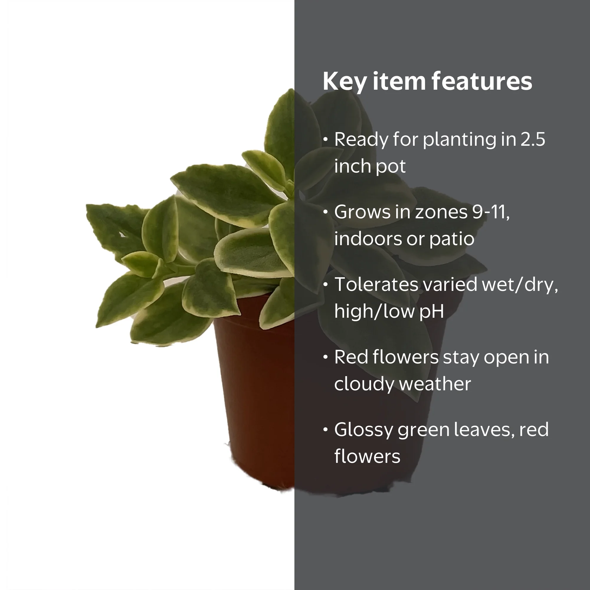 pothos plant types 4-Pack Pothos Variety Set