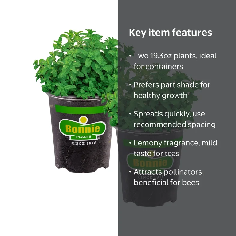 Bonnie Plants Lemon Balm 19.3 oz. 2-Pack