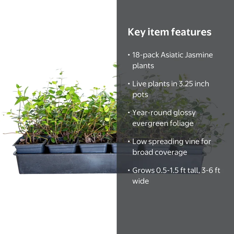 Expert Gardener Asiatic Jasmine 18 Pack, 3.25 in Pots, Evergreen