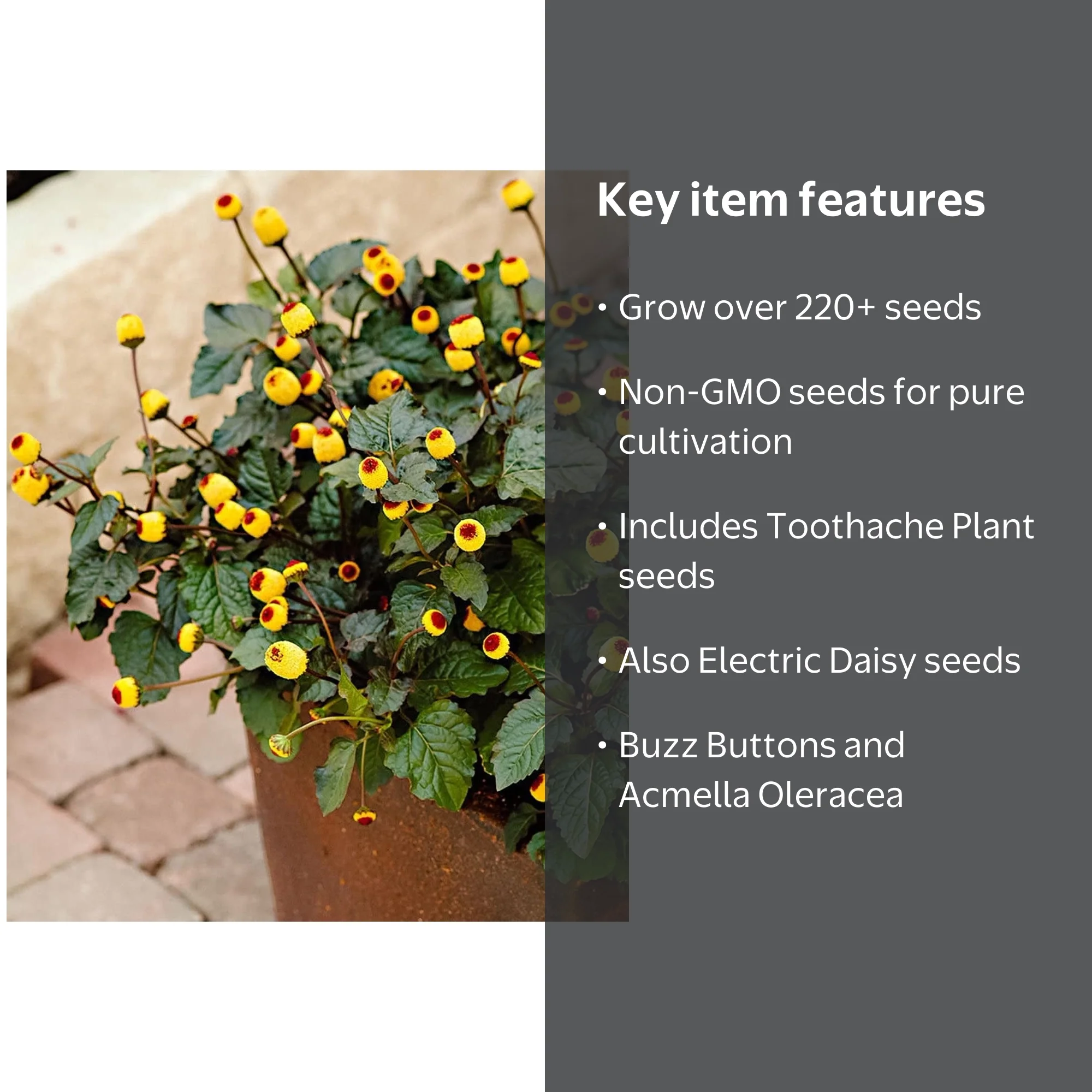 220+ Toothache Plant Seeds for Planting | Electric Daisy Seeds | Acmella  Oleracea | Non-GMO Buzz Buttons Flowers Seeds to Grow - Walmart.com