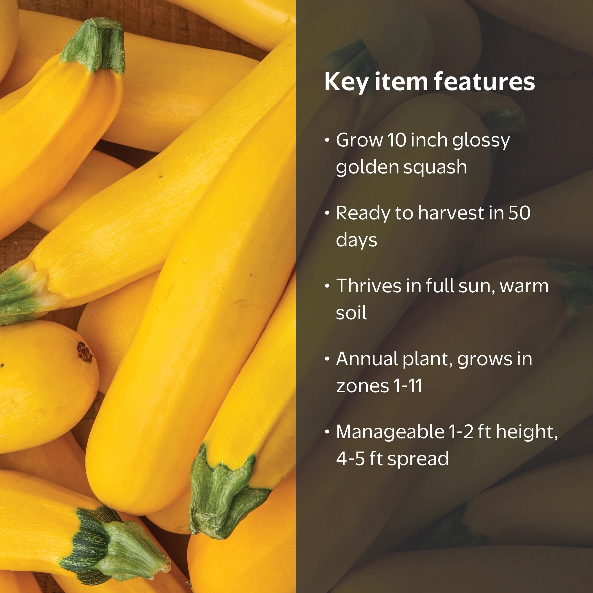 Burpee Fort Knox Hybrid Summer Squash Vegetable Seed, 1-Pack