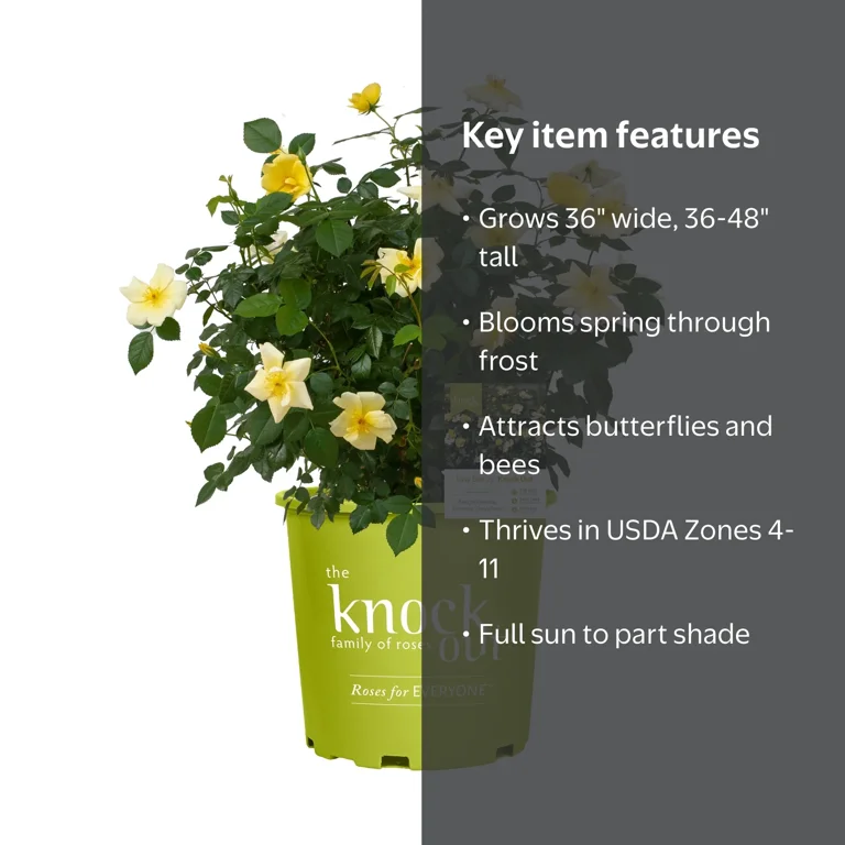 The Knock Out® Family of Roses 'The Easy Bee-zy Knock Out® Rose