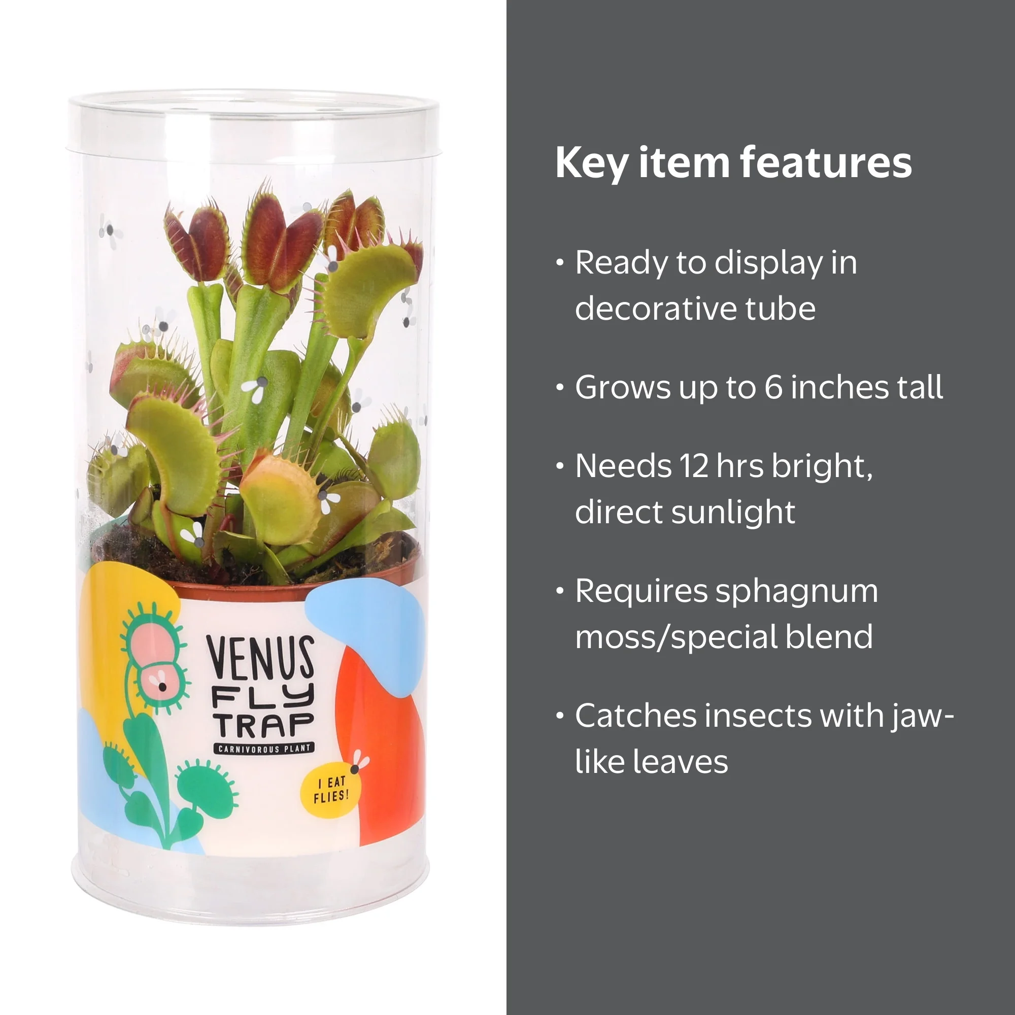 Live Venus Fly Trap in 3