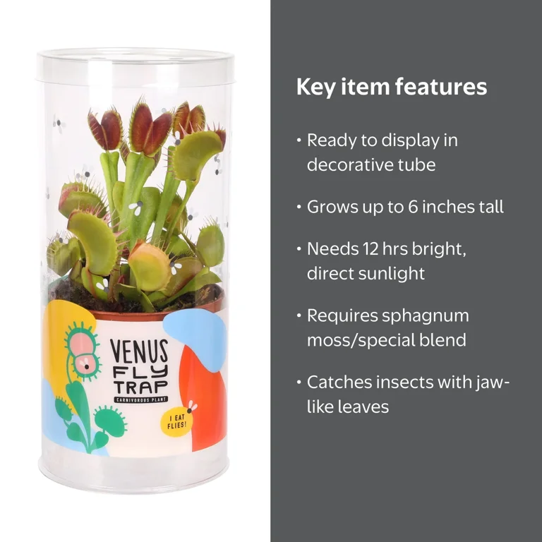 Live Venus Fly Trap in 3