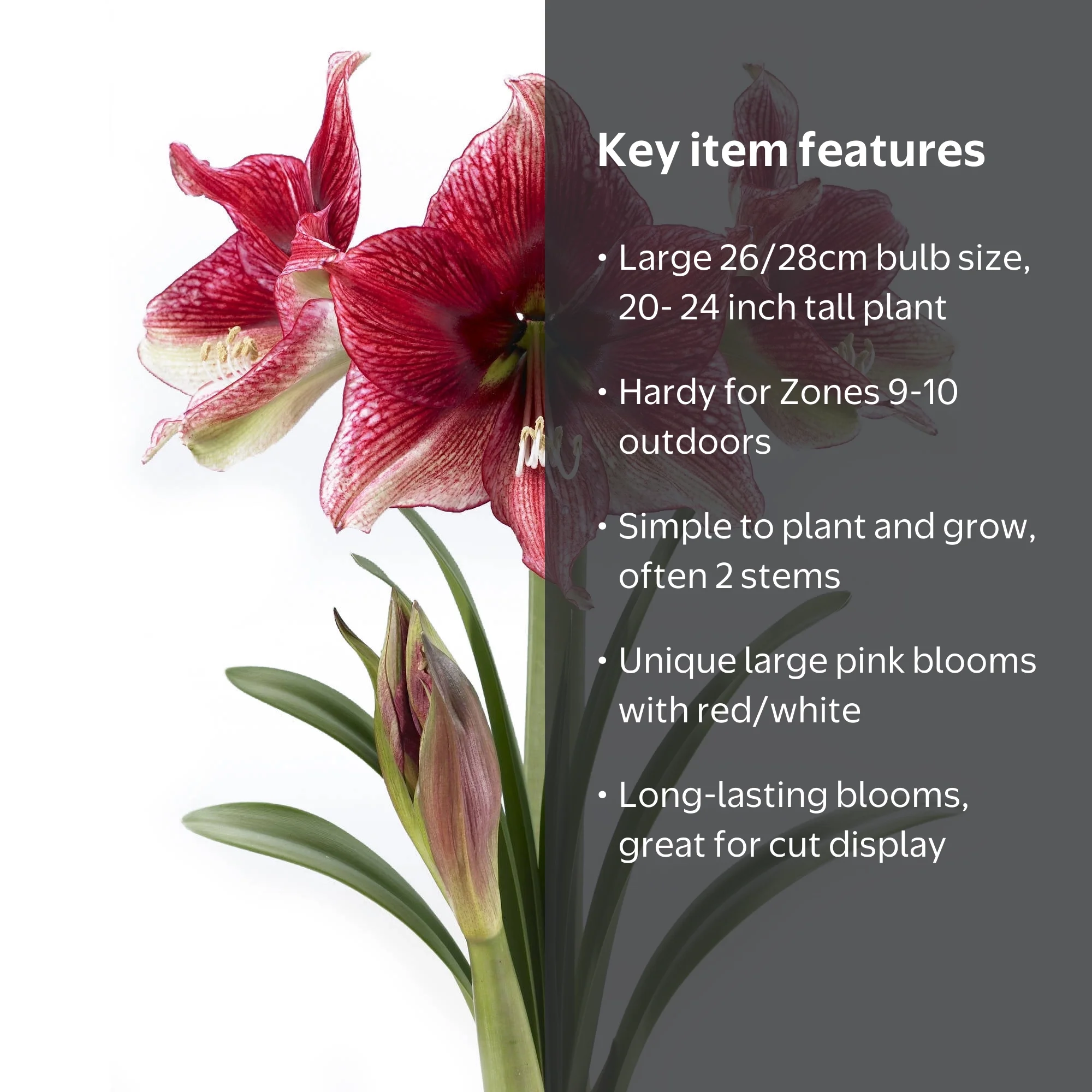 Bloomsz Amaryllis Tosca 26/28cm, 1-Pack - Walmart.com