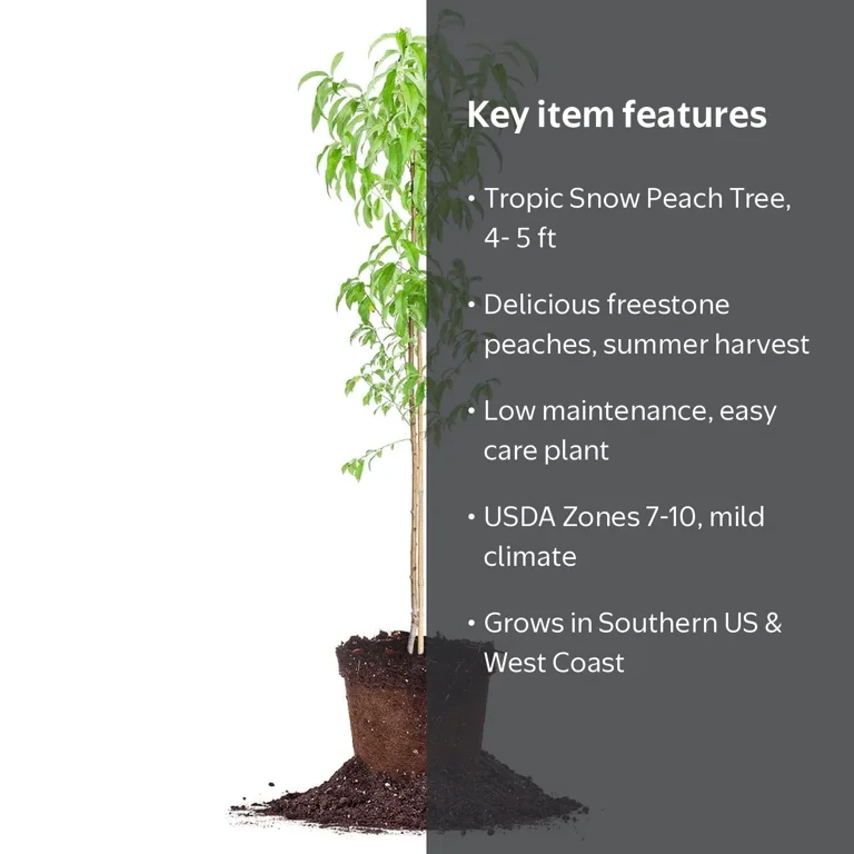 4-5 ft Tropic Snow Peach Tree - Delicious Fruit- Low Chill Hours