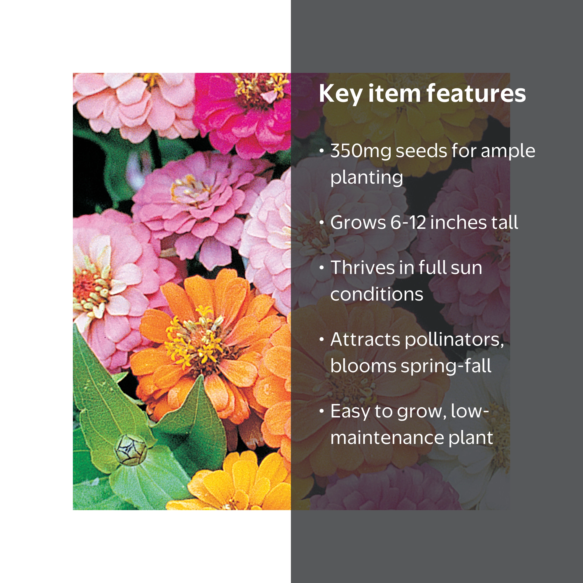 Ferry-Morse 350MG Zinnia Thumbelina Annual Flower Seeds, Full Sun