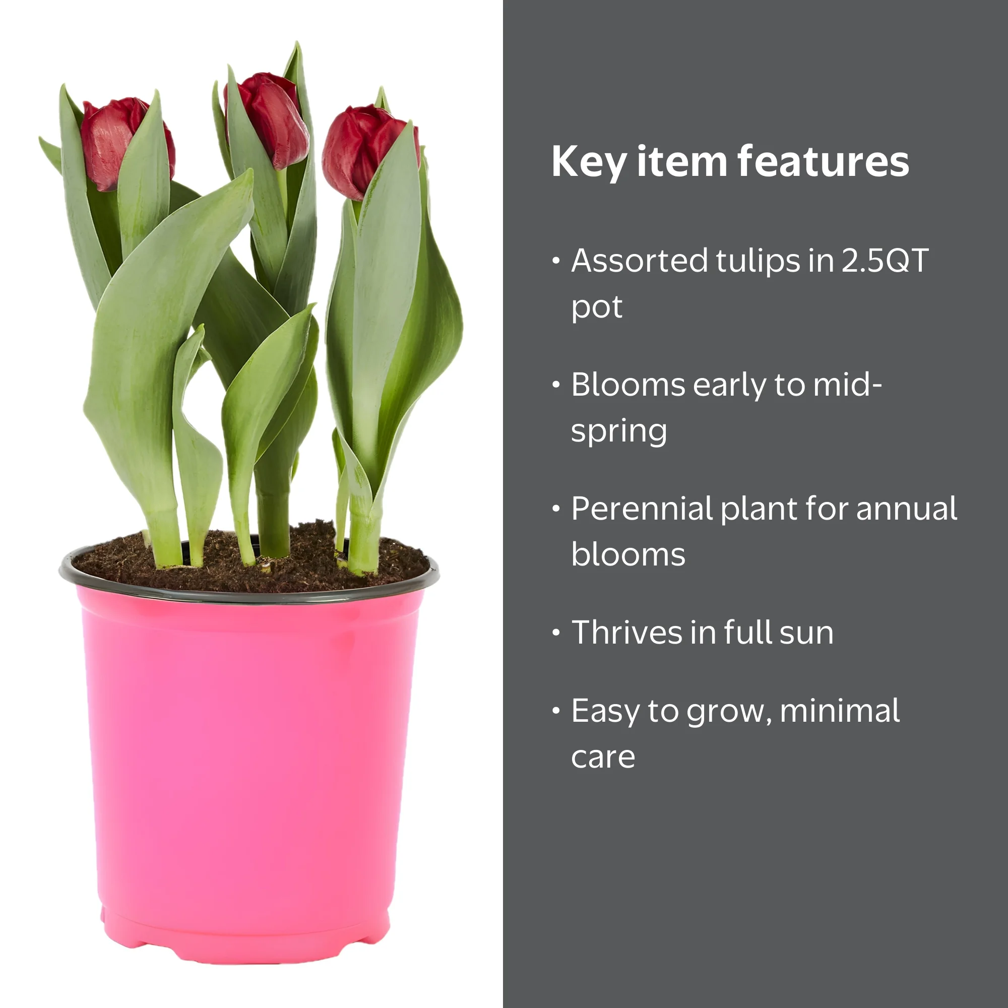 Expert Gardener 2.5QT Assorted Tulip Live Plant, Full Sun