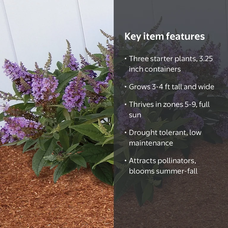National Plant Network 3.25 in. Buddleia Butterfly Bush Dwarf