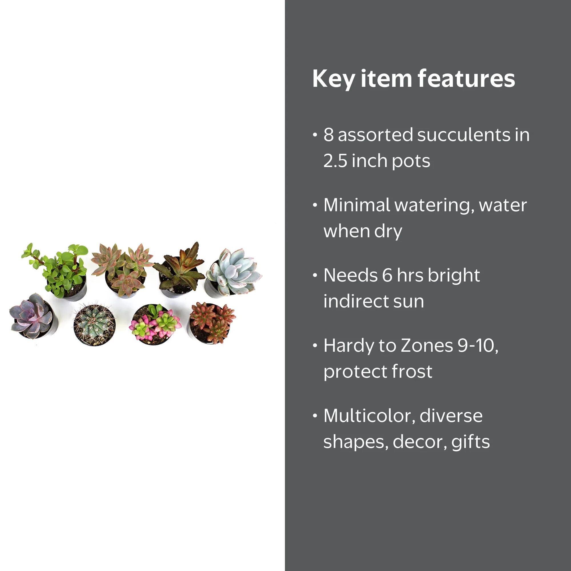 Element by Altman Plants Multicolor Succulent, Live Indoor House