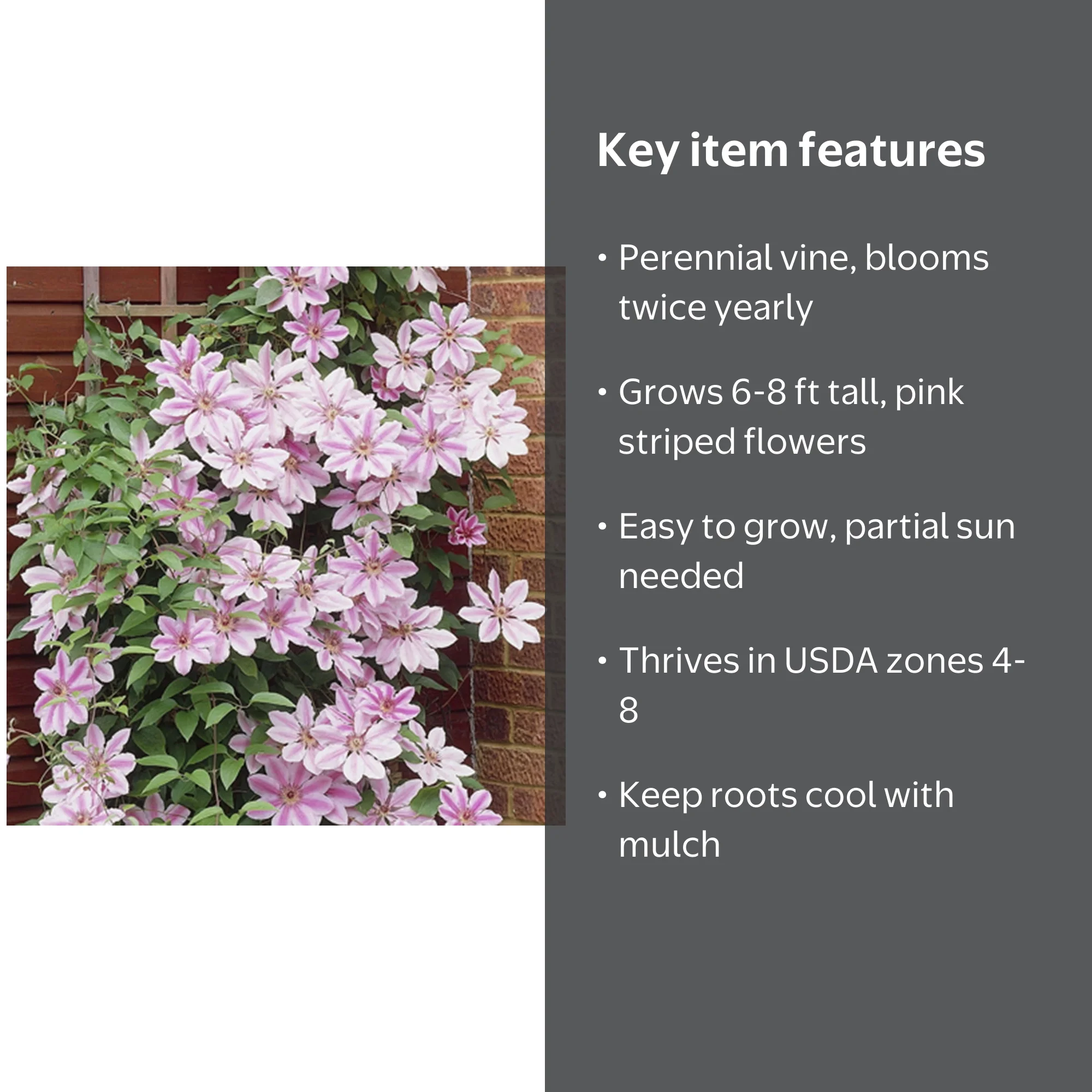 Van Zyverden Clematis Nelly Moser Set of 1 Plant Multicolor