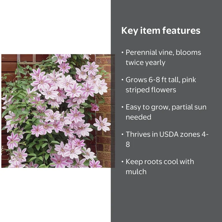 Van Zyverden Clematis Nelly Moser Set of 1 Plant Multicolor