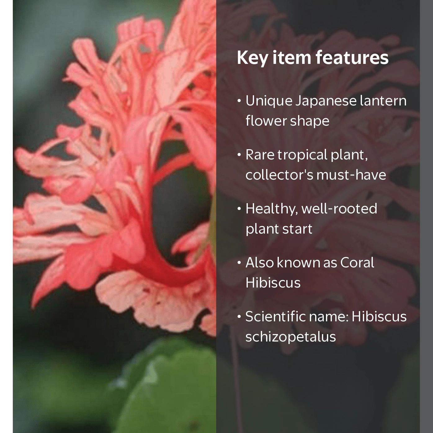 Hibiscus 'Japanese Lantern', Hibiscus schizopetalus live plant, 1