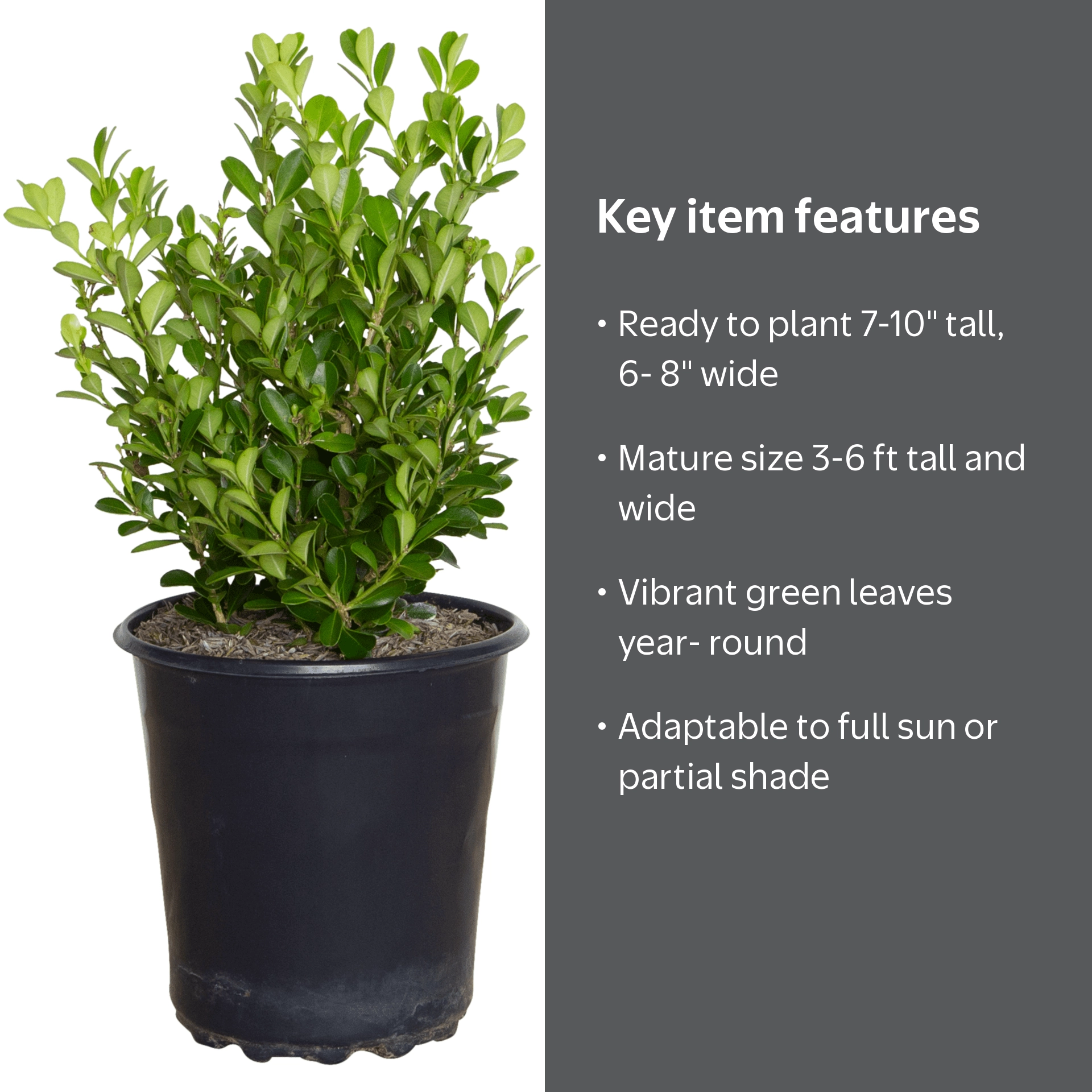 Expert Gardener Japanese Boxwood (2.5 Quart) Low-Maintenance