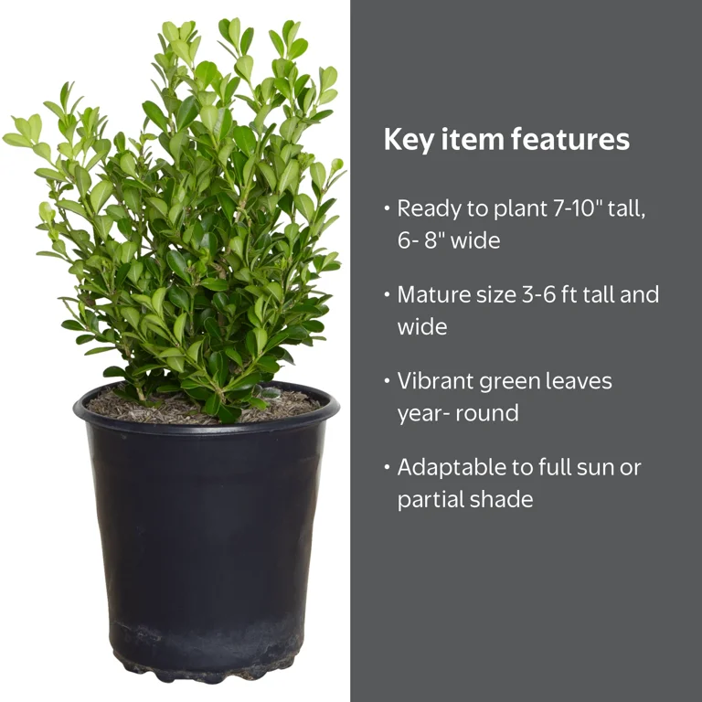 Expert Gardener Japanese Boxwood (2.5 Quart) Low-Maintenance