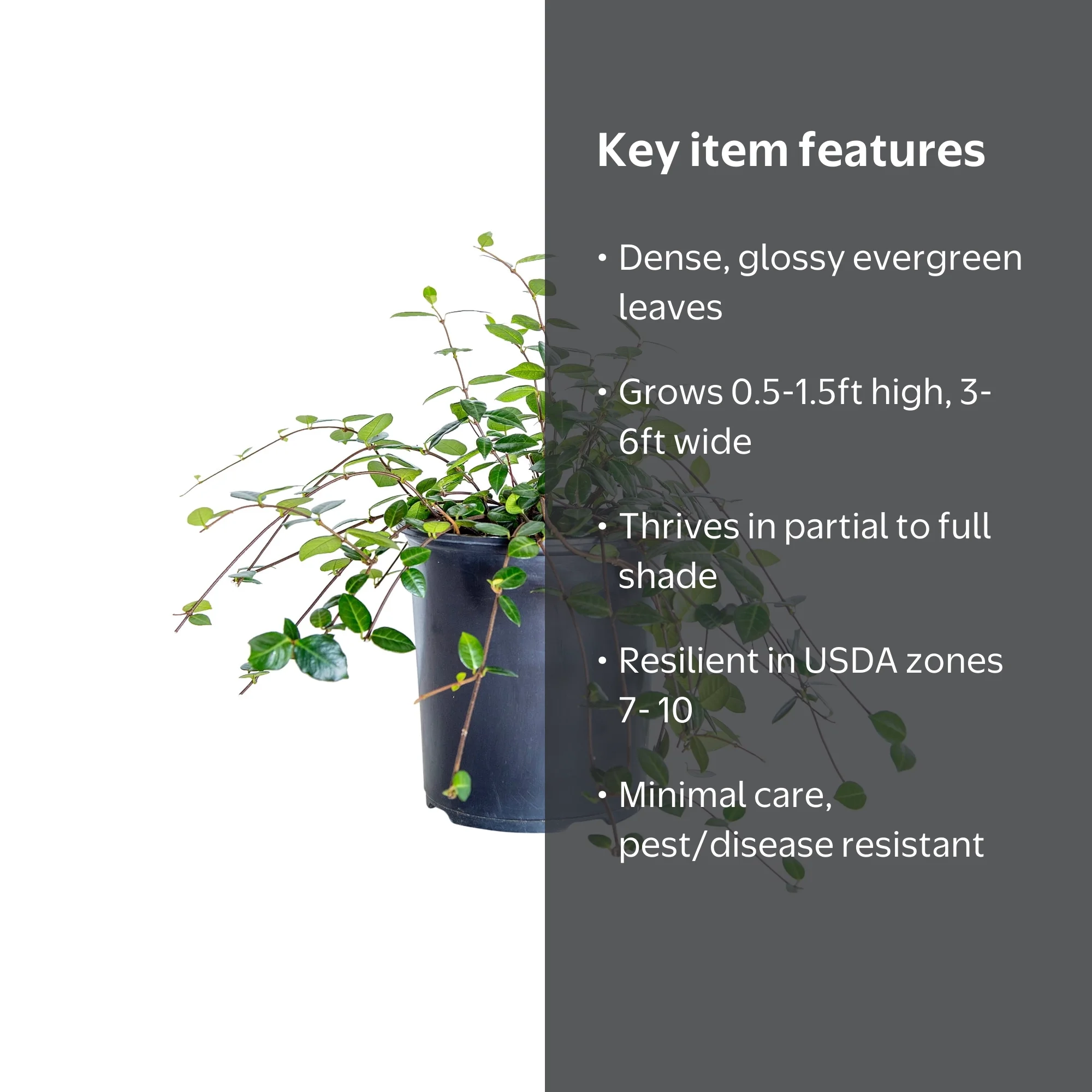 Expert Gardener Asiatic Jasmine (2.5 Quart) Evergreen Groundcover