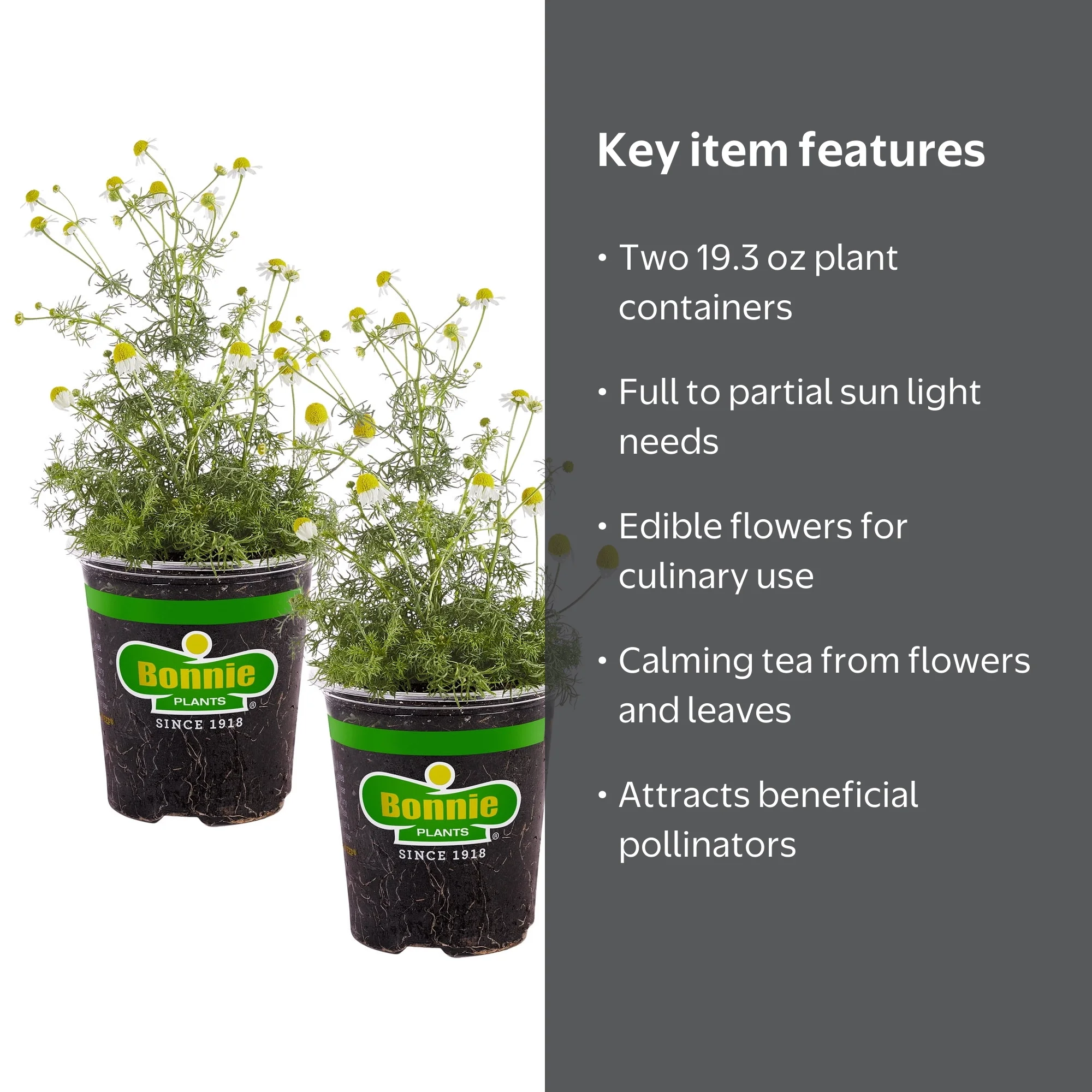 Bonnie Plants Chamomile, 19.3 oz, 2-Pack, Edible Flowers, Full Sun