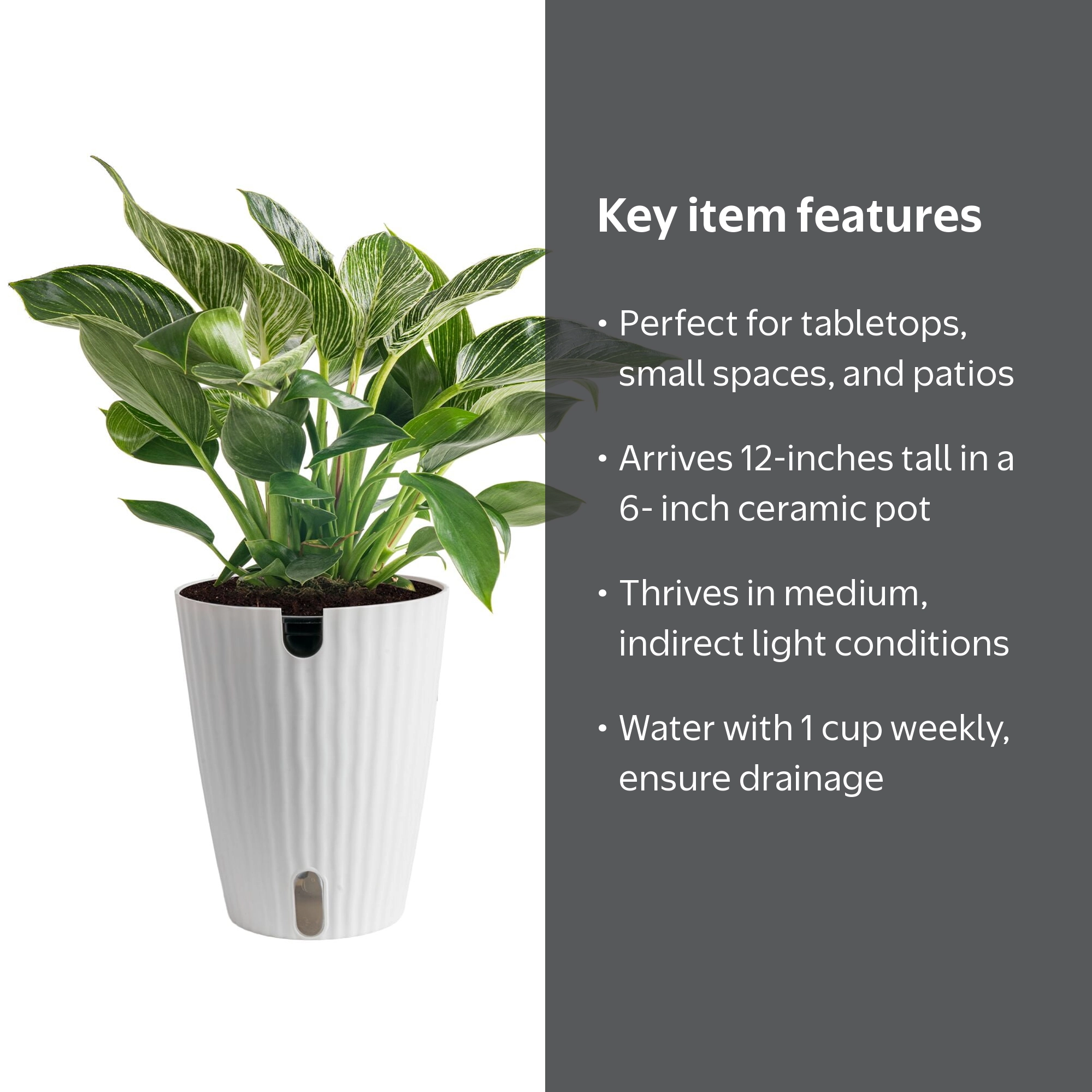 Costa Farms Live Indoor 12in. Tall Green Philodendron 'Birkin