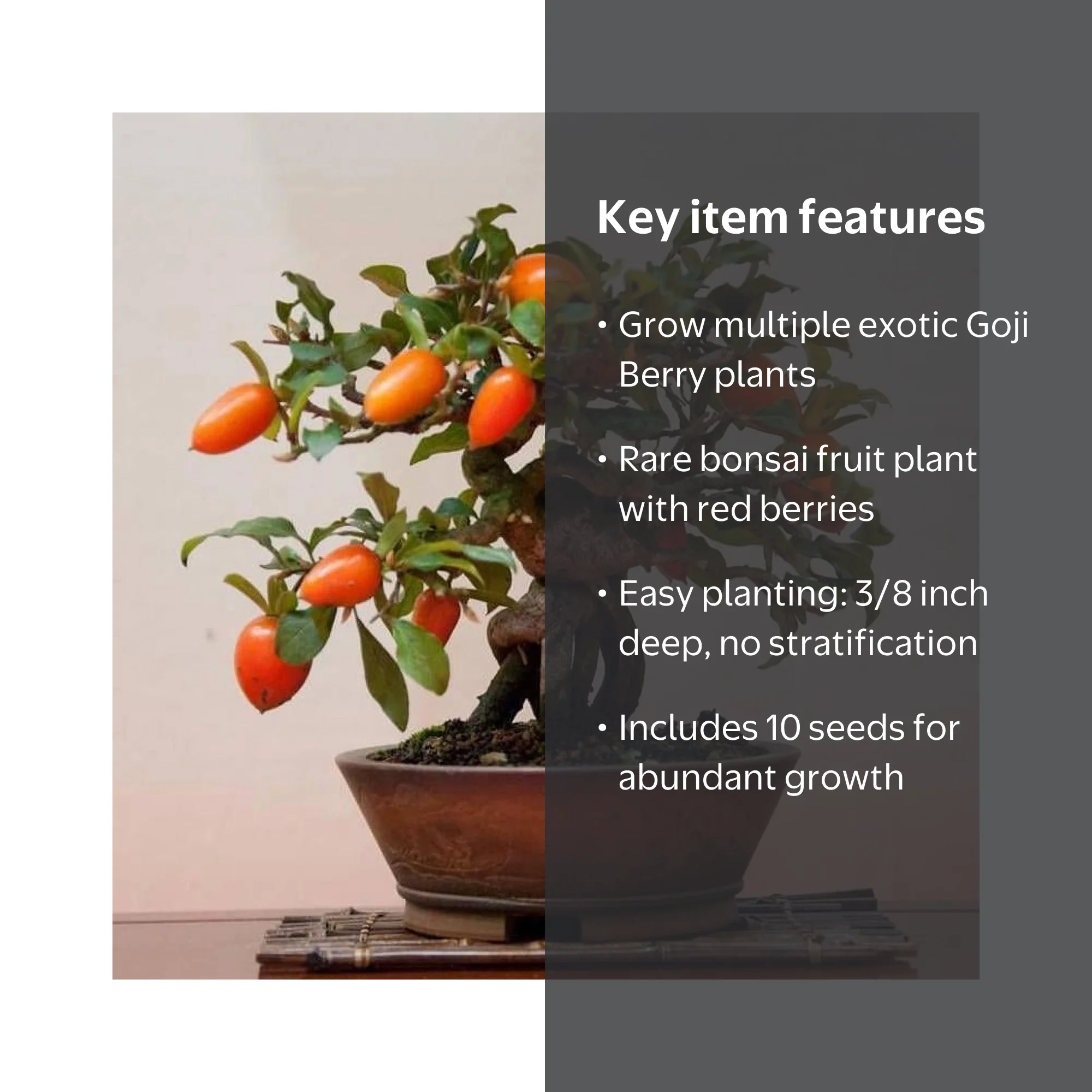 Bonsai Tree Goji Berry Tree Seeds, 10 Pack - Highly Prized Flruit Bonsai -  10 Seeds to Grow - Walmart.com