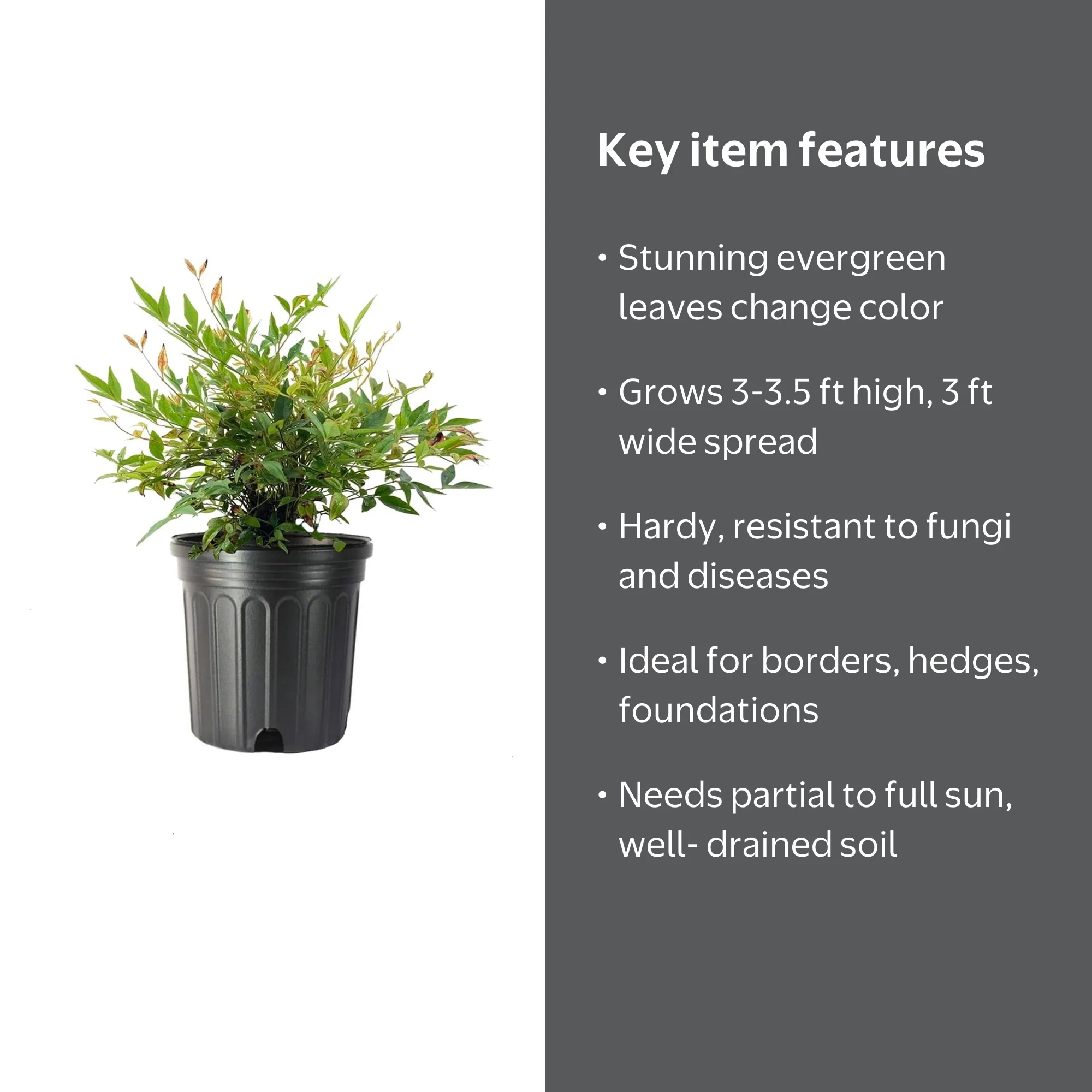 Nandina Gulf Stream Heavenly Bamboo 1 Large Gallon Size Plant
