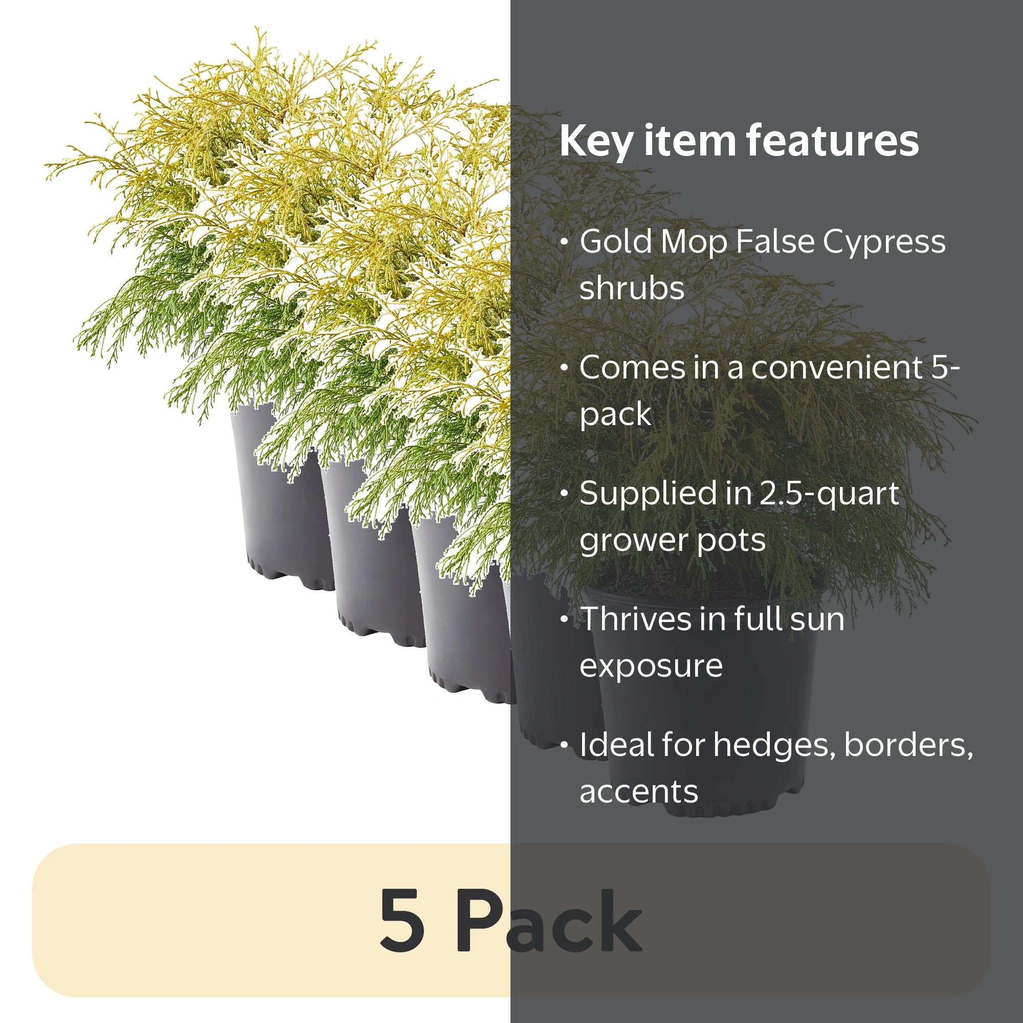 5 pack) Expert Gardener Gold Mop False Cypress Live Shrub in 2.5