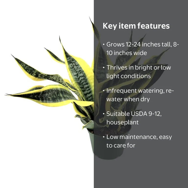 6 in. Sansevieria Laurentii Superba Plant in Grower Container