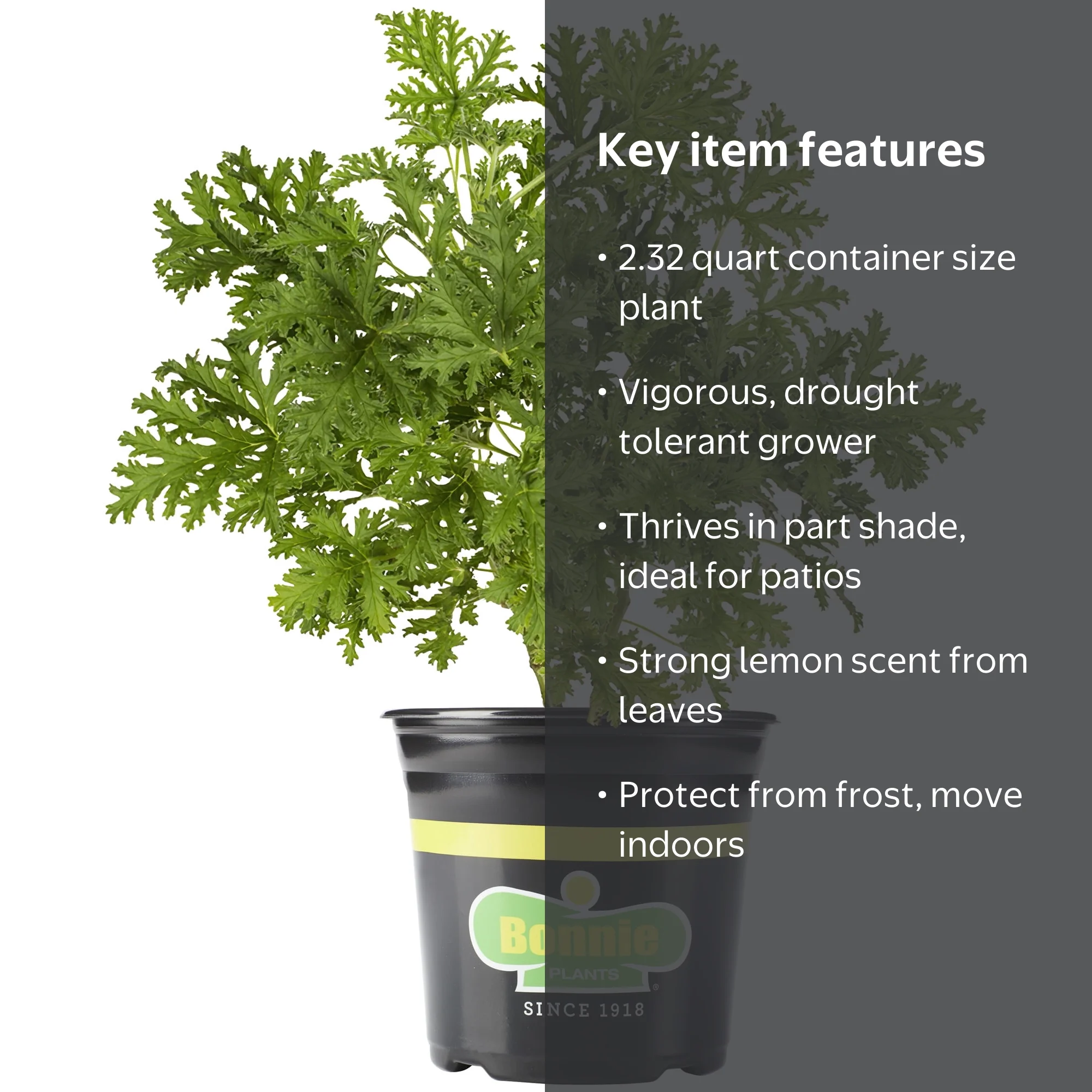 【新品未開封】　ボンボネロ　ボンプラ　bonプラ Bonnie Plants Citronella 2.32 qt. - Walmart.com