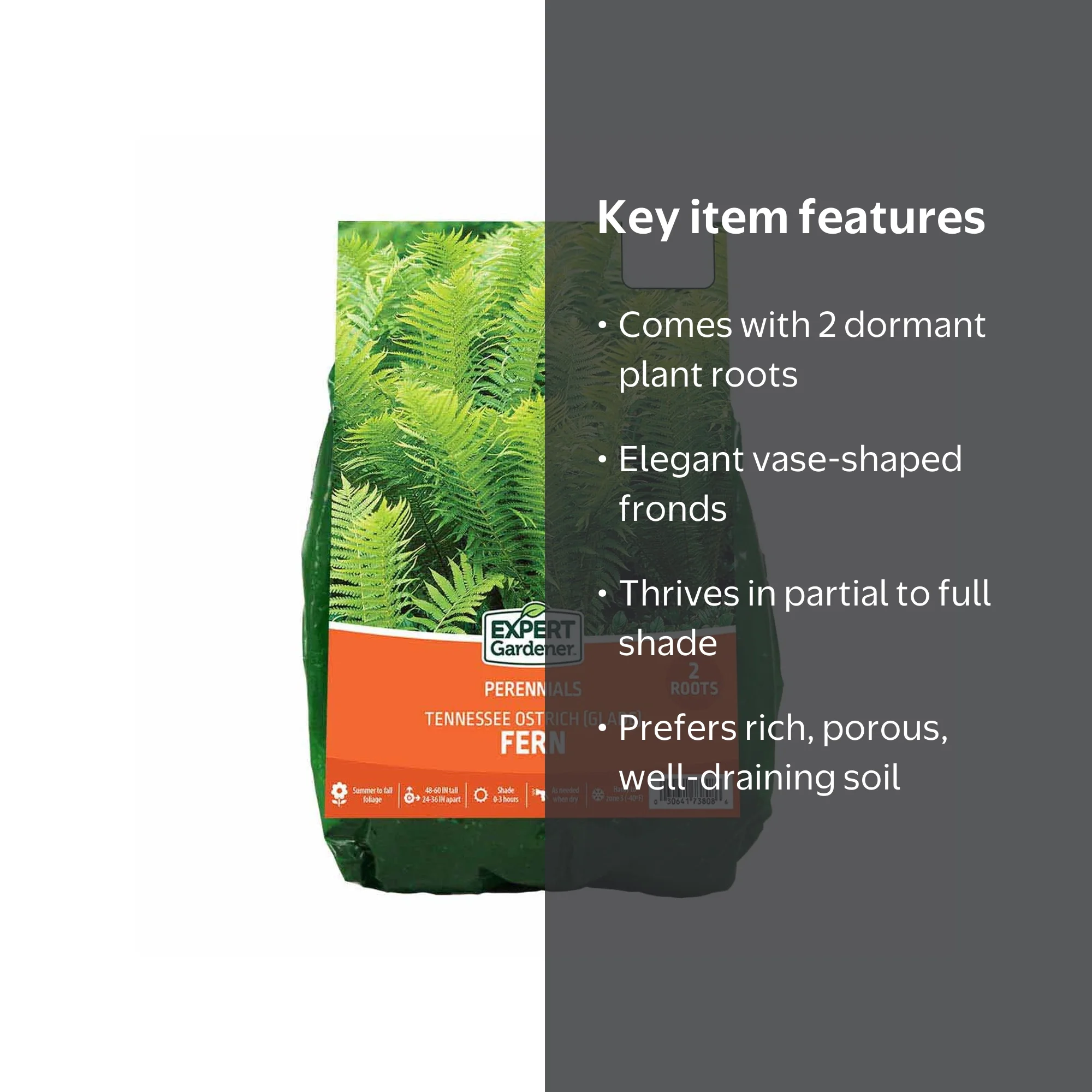 Expert Gardener Fern Tennessee Ostrich (Set of 2 Dormant Bare