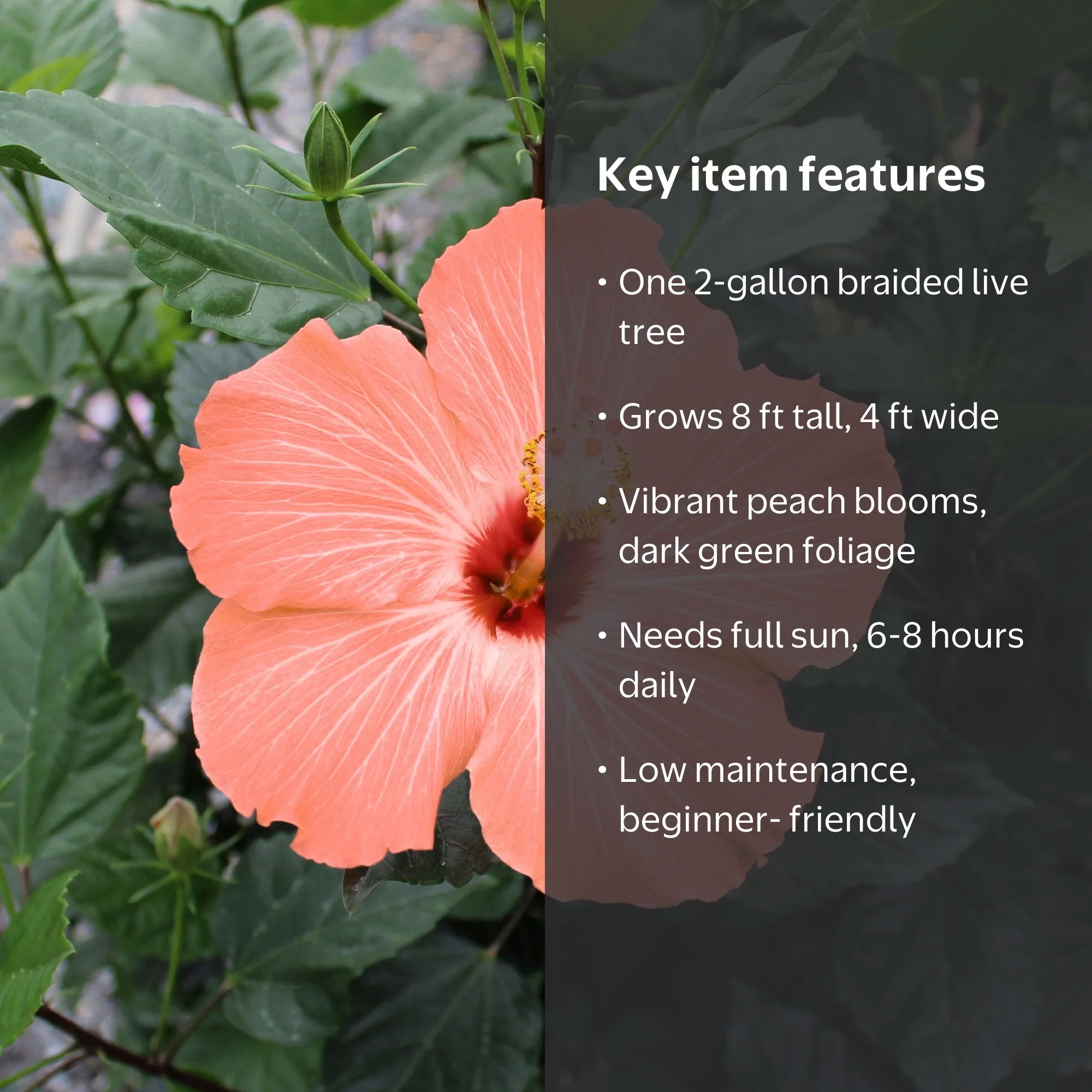 2 gal. Hibiscus Peach Braided Live Annual Tree with Peach Flowers