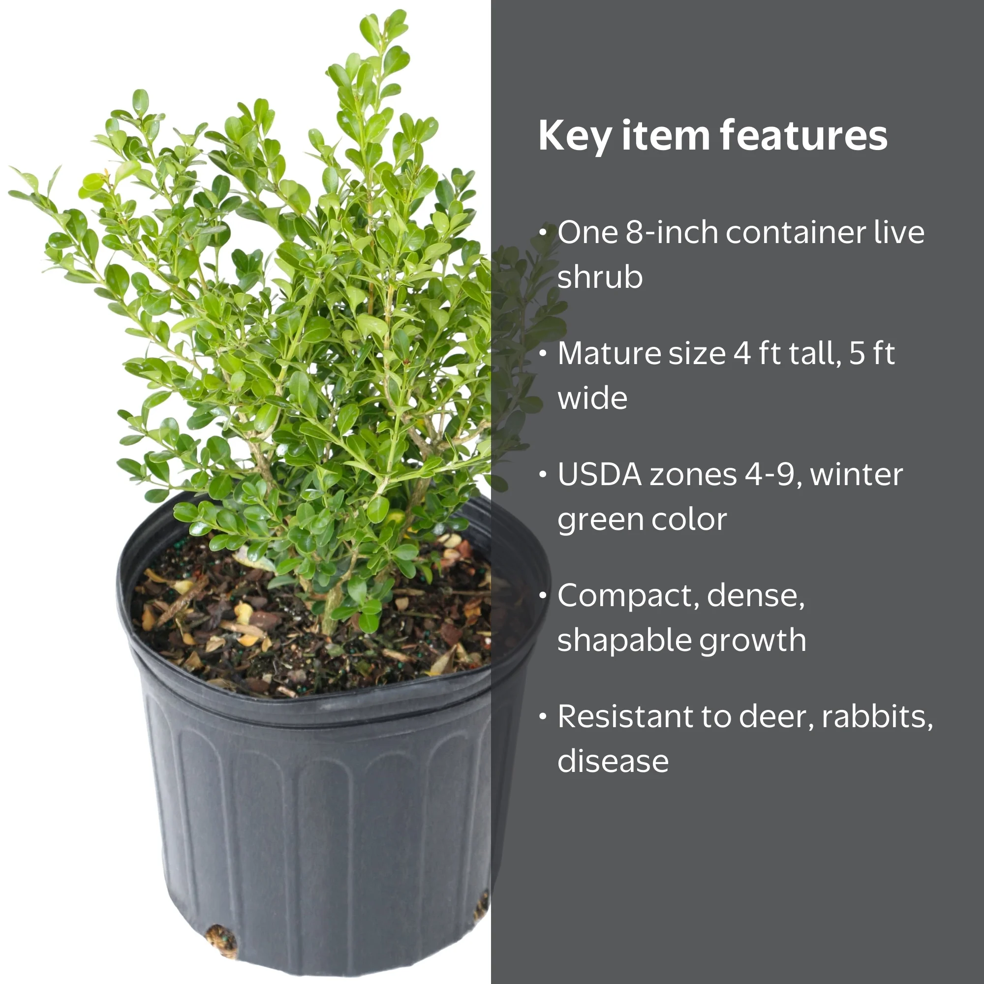 8 in Boxwood Wintergreen Live Shrub with Full Sun-1 Piece