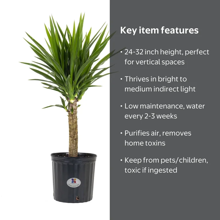 United Nursery Live Yucca Cane Plant 24-32 Inches Tall with Bright Green Leaves in 10 inch Grower Pot