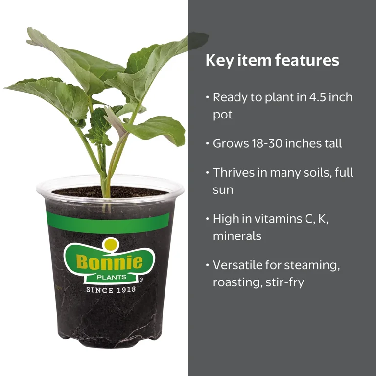 Bonnie Plants Lieutenant Broccoli, Live Plant, 4.5 in. - Walmart.com
