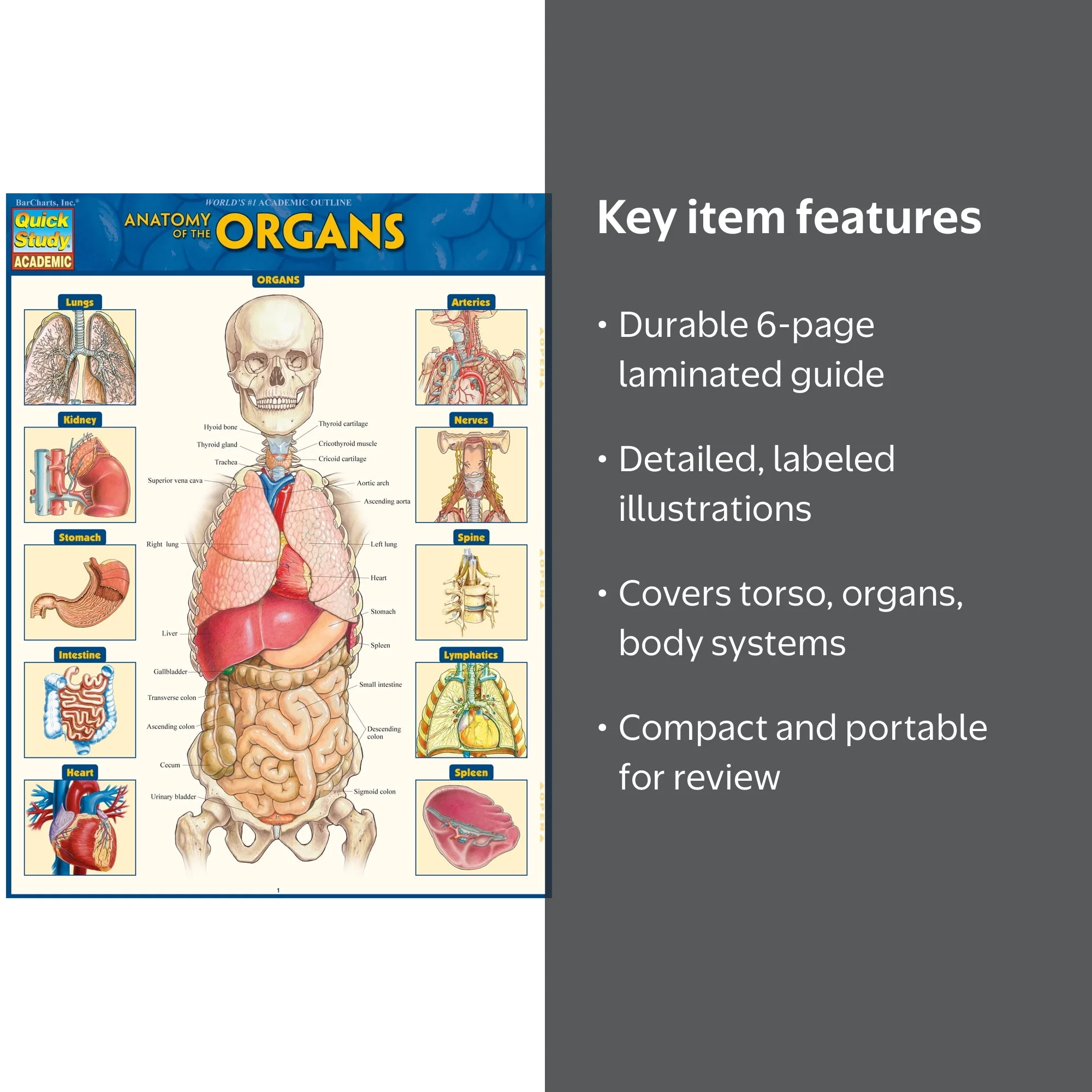 Vincent Perez, Anatomy of the Organs, Laminated Reference Guide