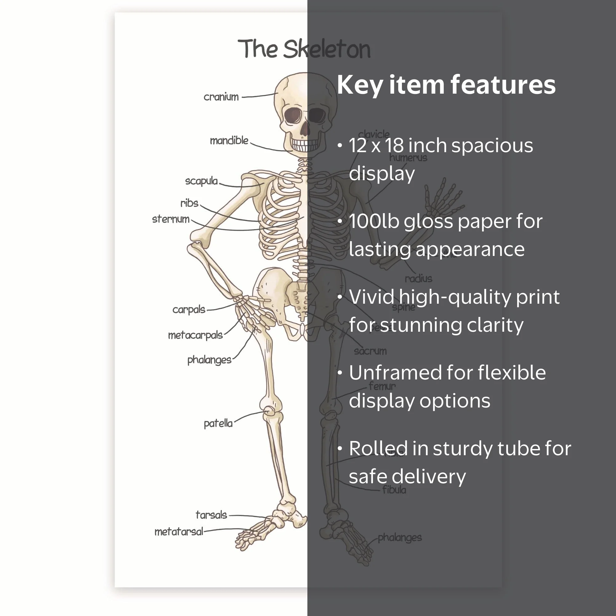 Bliss Monkey Co. The Skeleton Poster - Human Skeleton Poster for