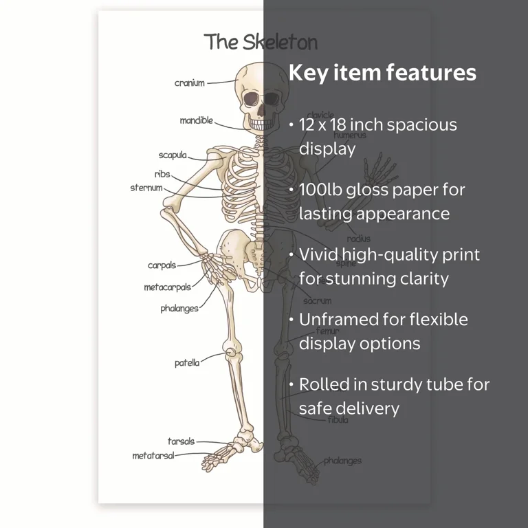 Bliss Monkey Co. The Skeleton Poster - Human Skeleton Poster for
