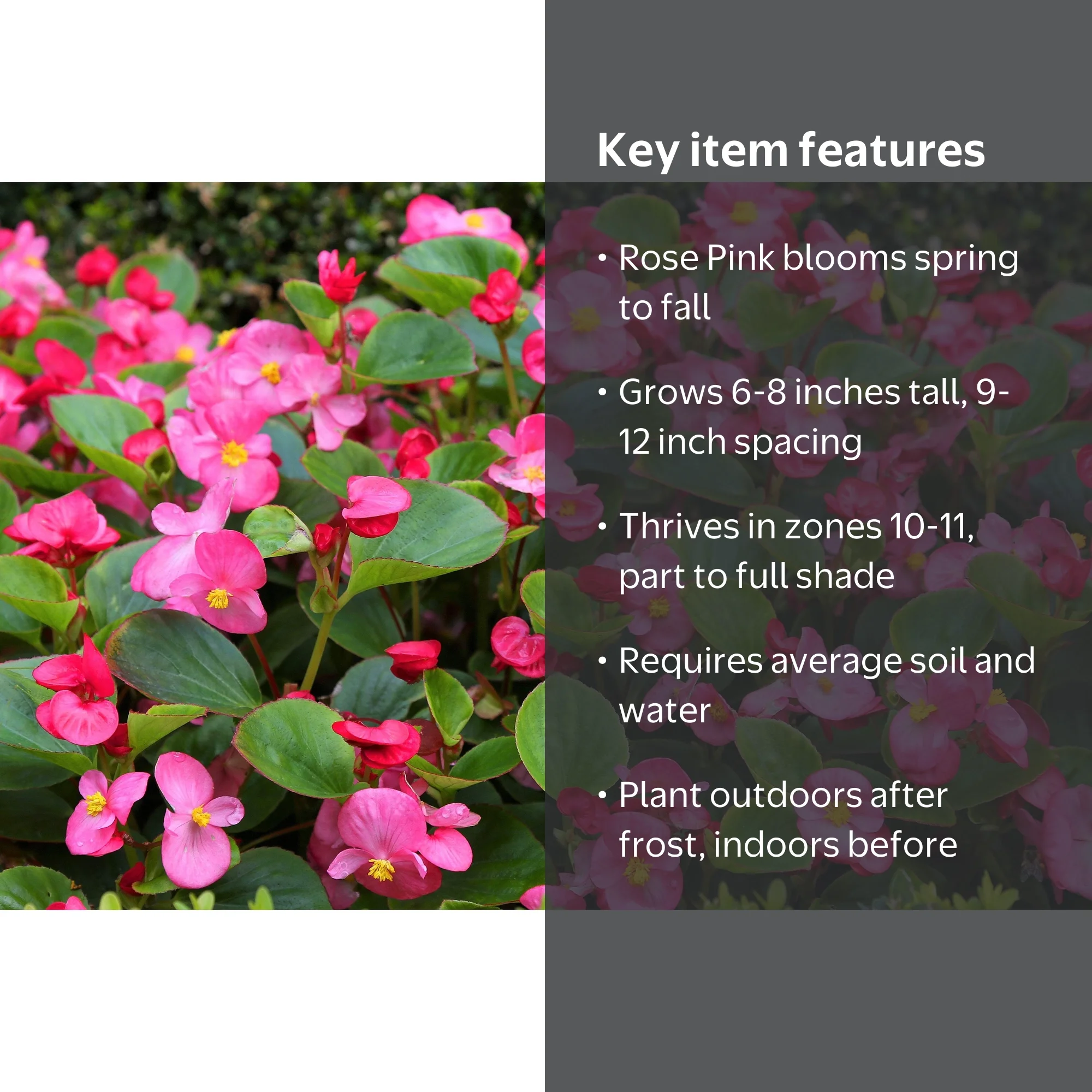 25 Rose PINK WAX BEGONIA Semperflorens Fibrous Shade Flower Seeds