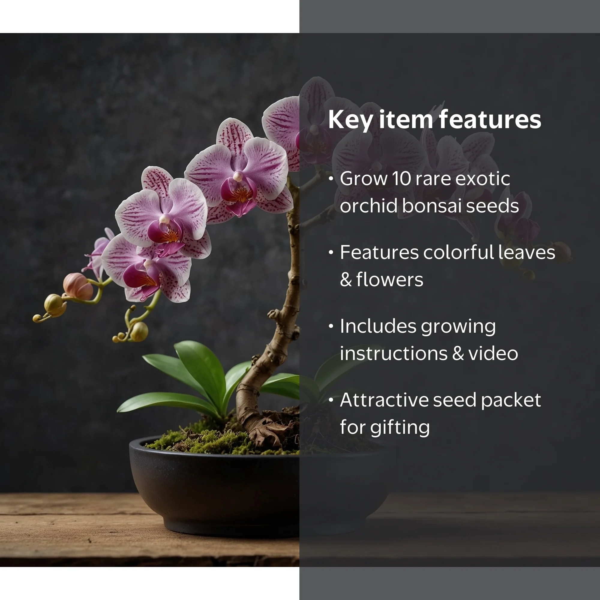10 Orchid Bonsai Tree Seeds for Planting - Walmart.com