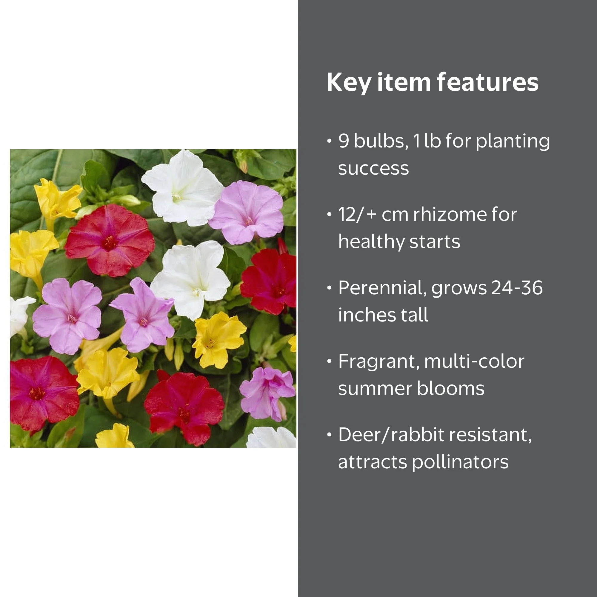 Van Zyverden Four O Clock's Mirabilis Jalapa Mixed 9 Bulbs Partial