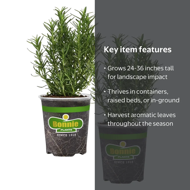 Bonnie Plants Rosemary 19.3 oz., 2-Pack, Live Plant - Walmart.com